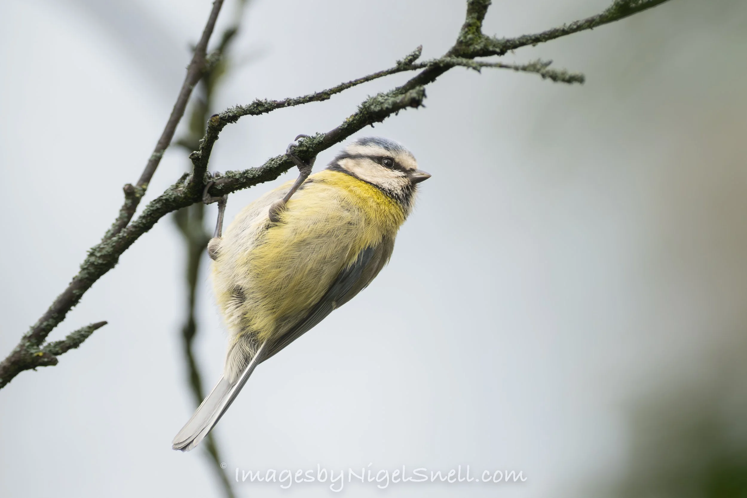 Blue Tit 1256