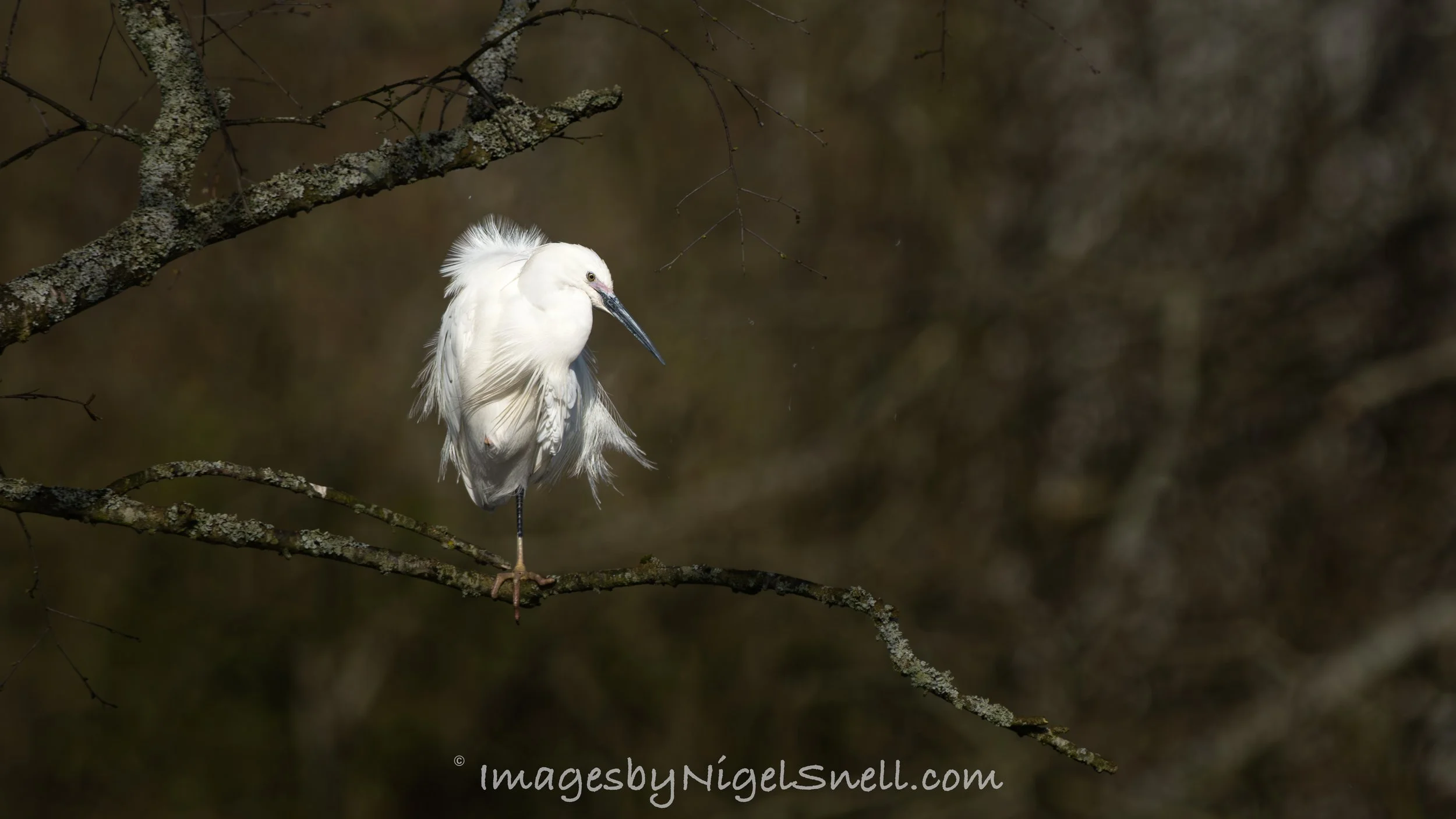 Little Egret preening 4211