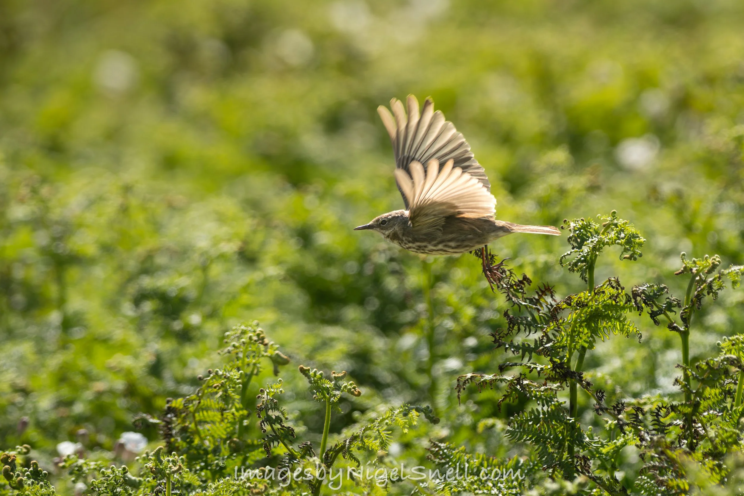 Pipit take off 4845
