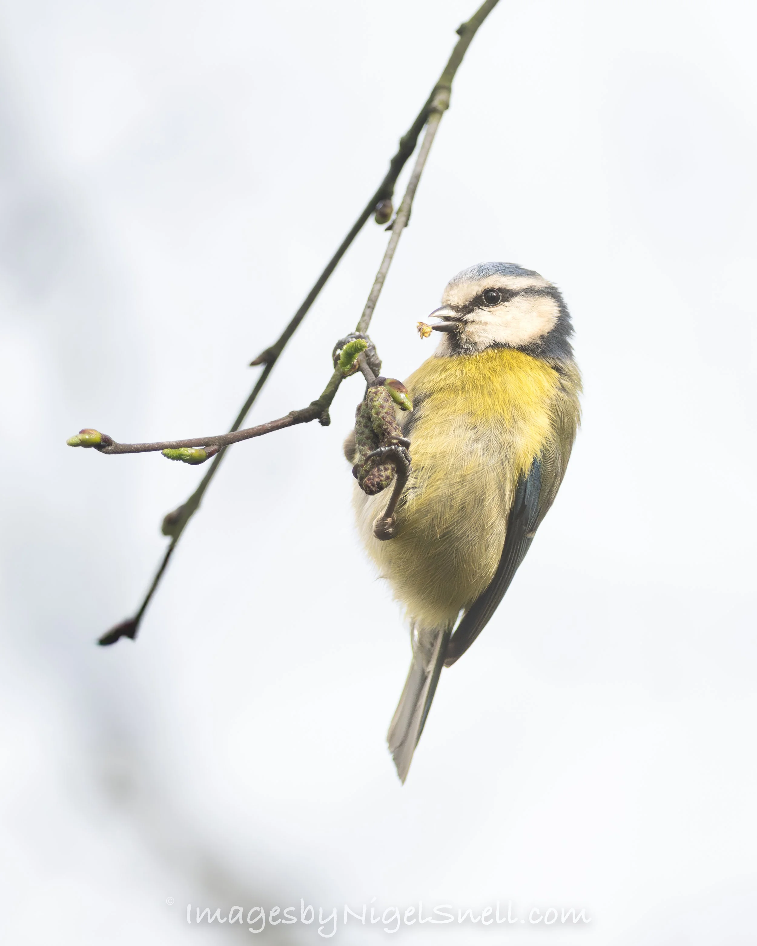 Blue Tit 1457