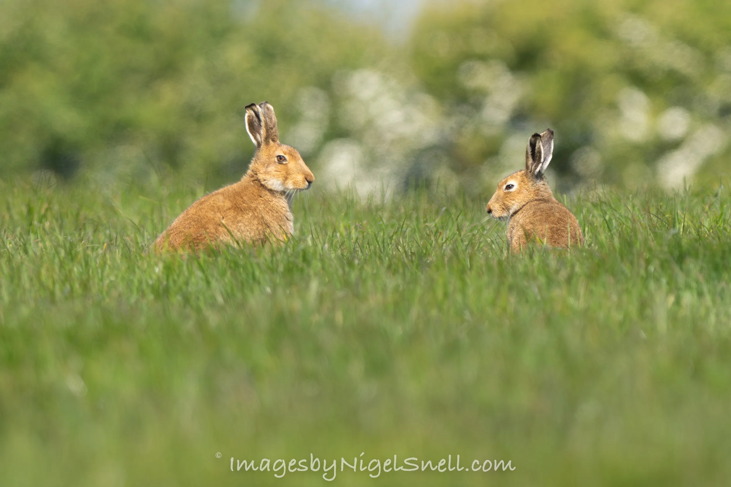 Irish Hare 0511