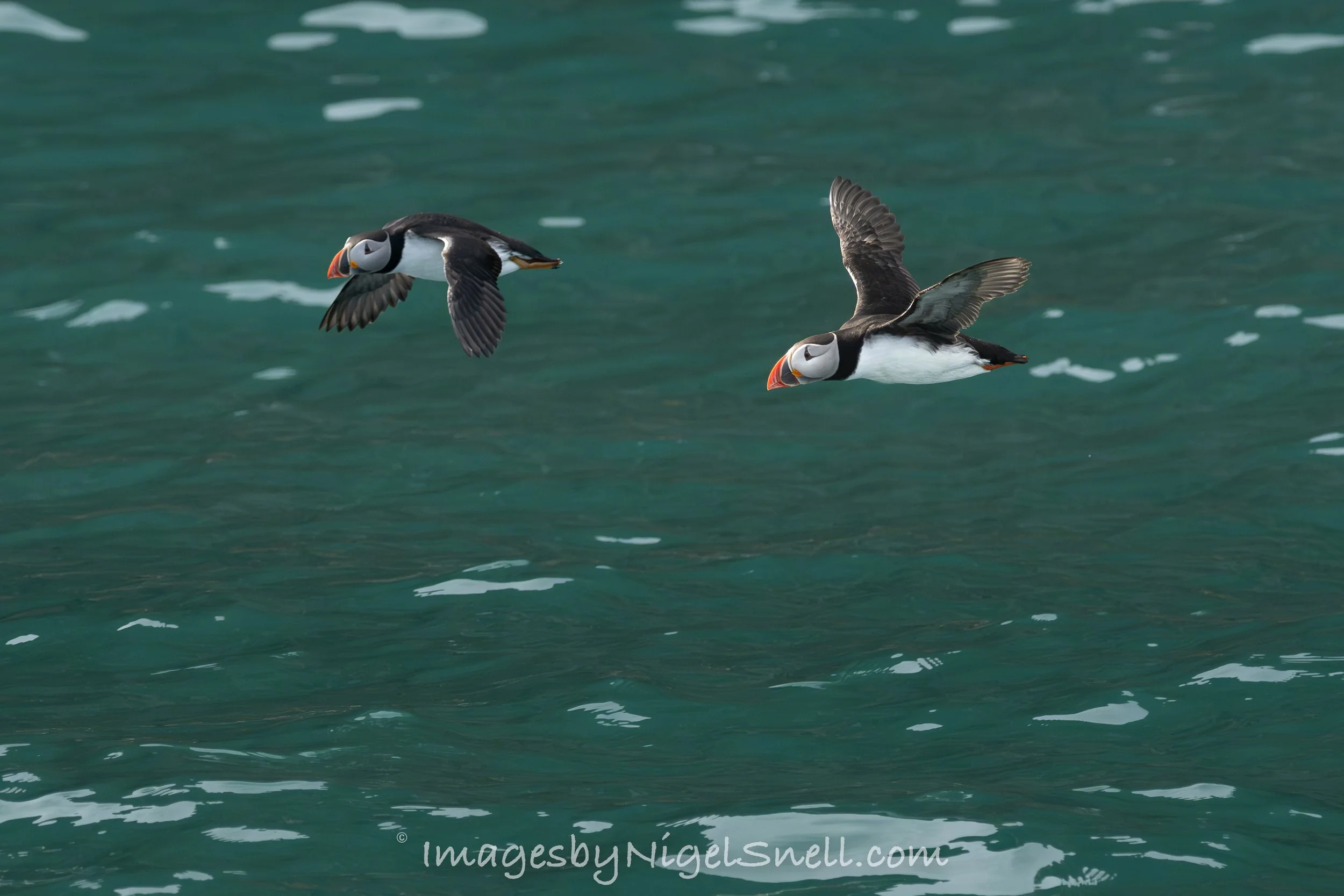Puffin pair 4272