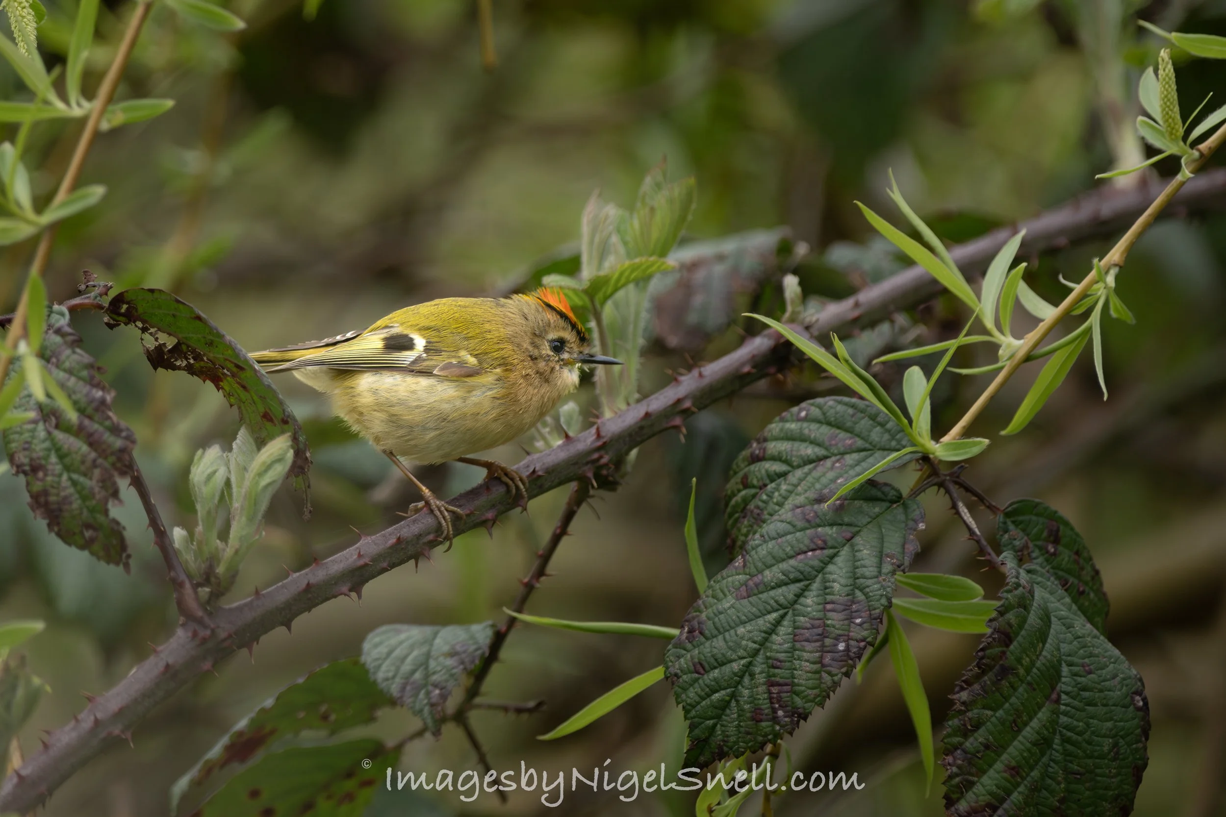 Goldcrest 4378