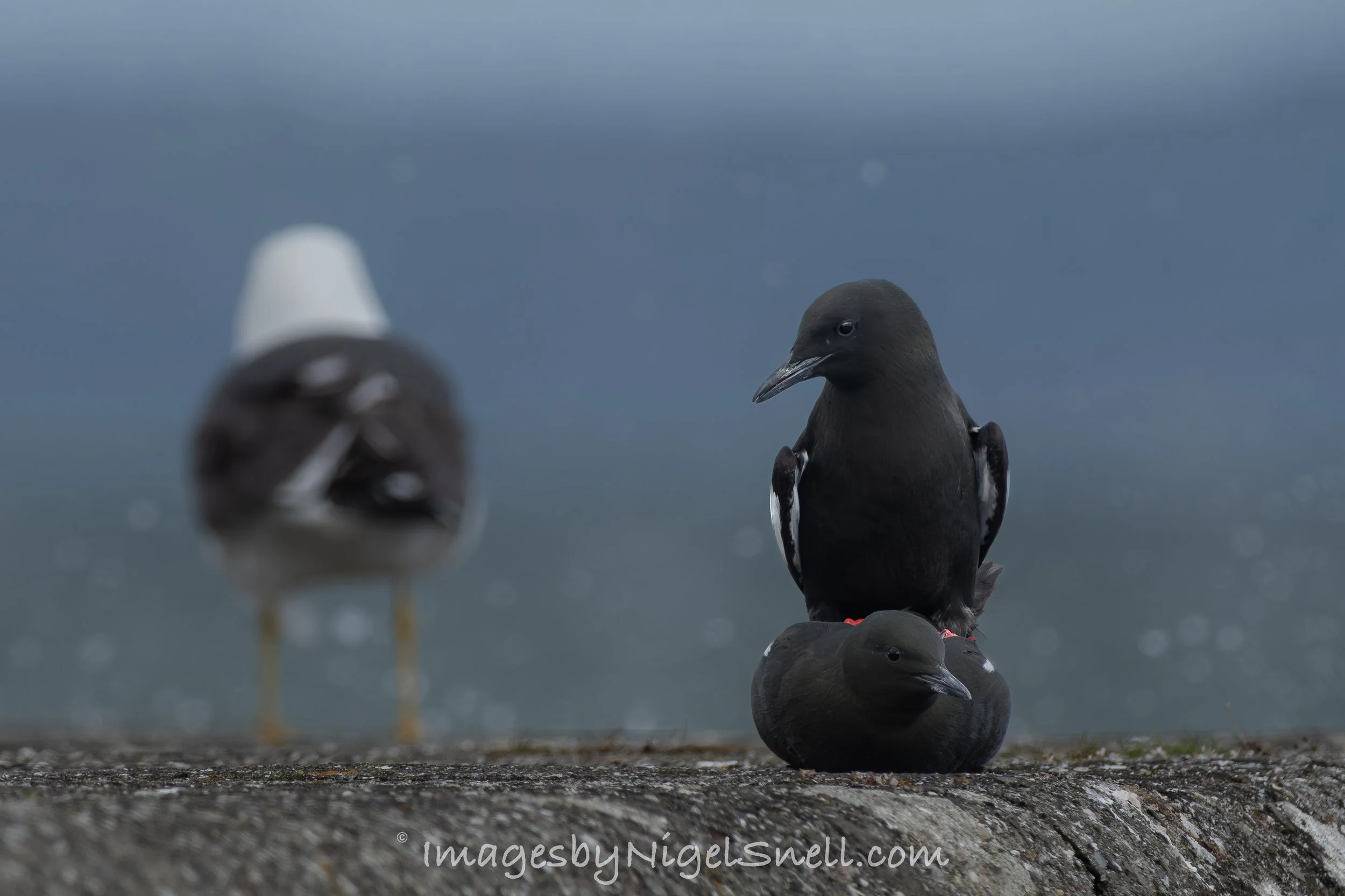 mating Black Guillemot 1597
