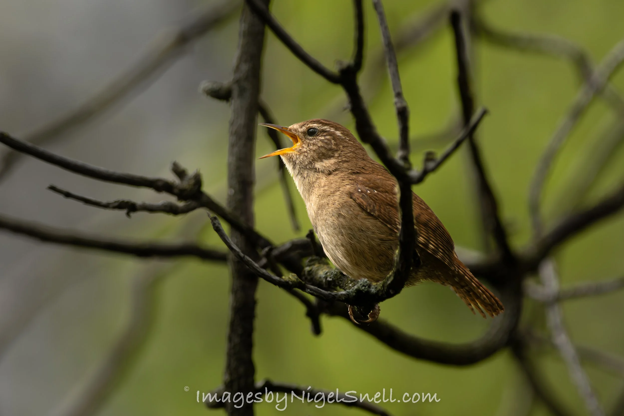 Wren 1527