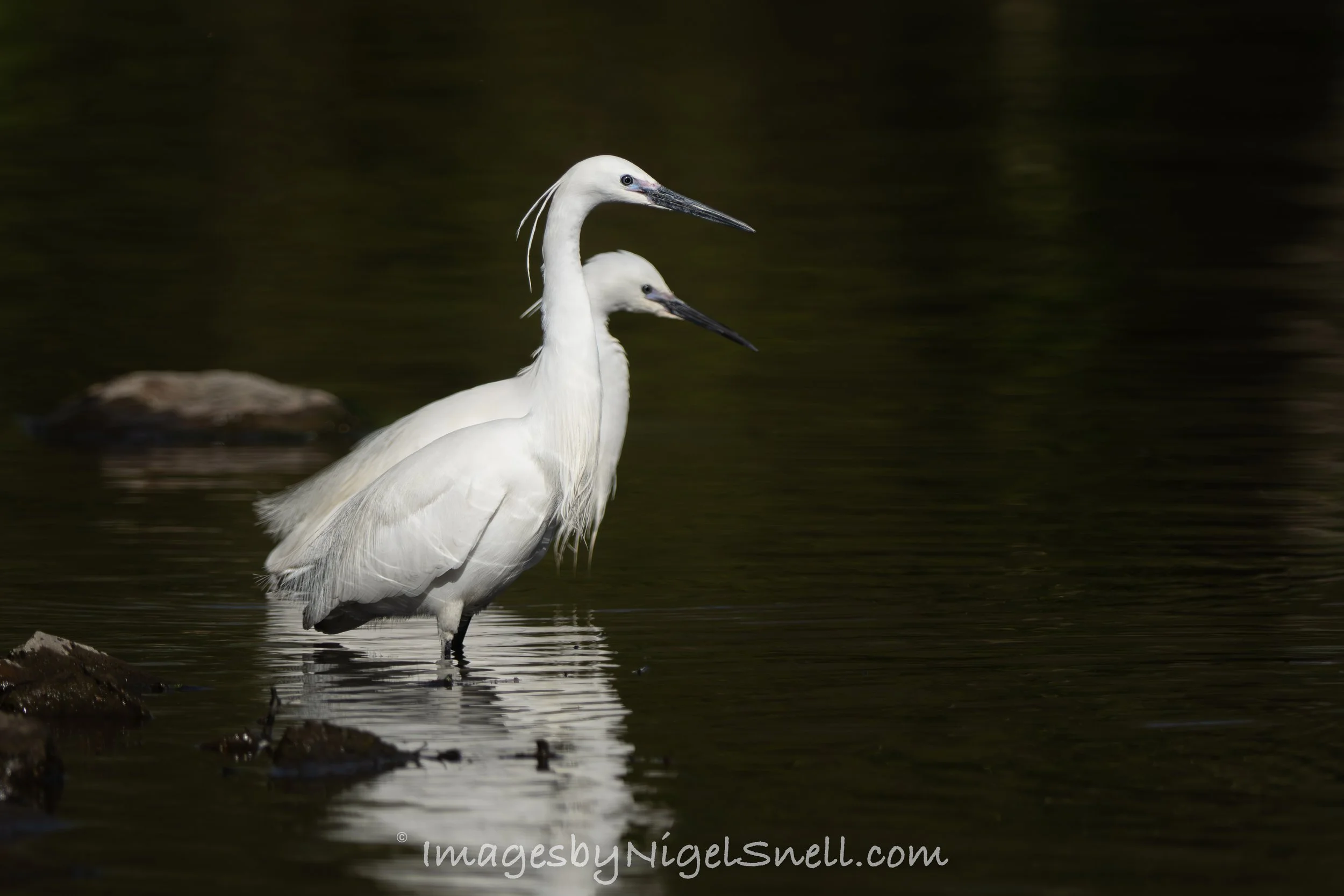 Little Egret pair 0734