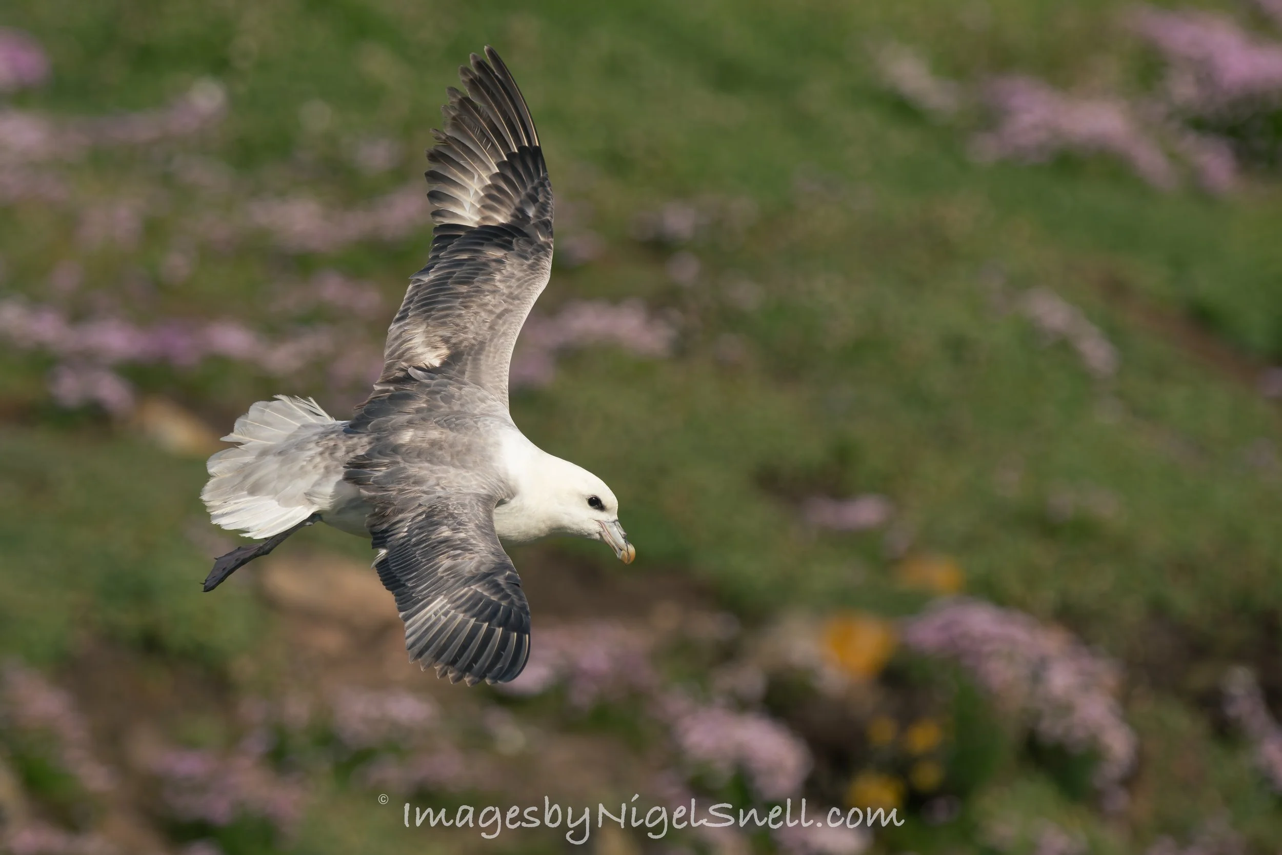 Fulmar in flight 5708