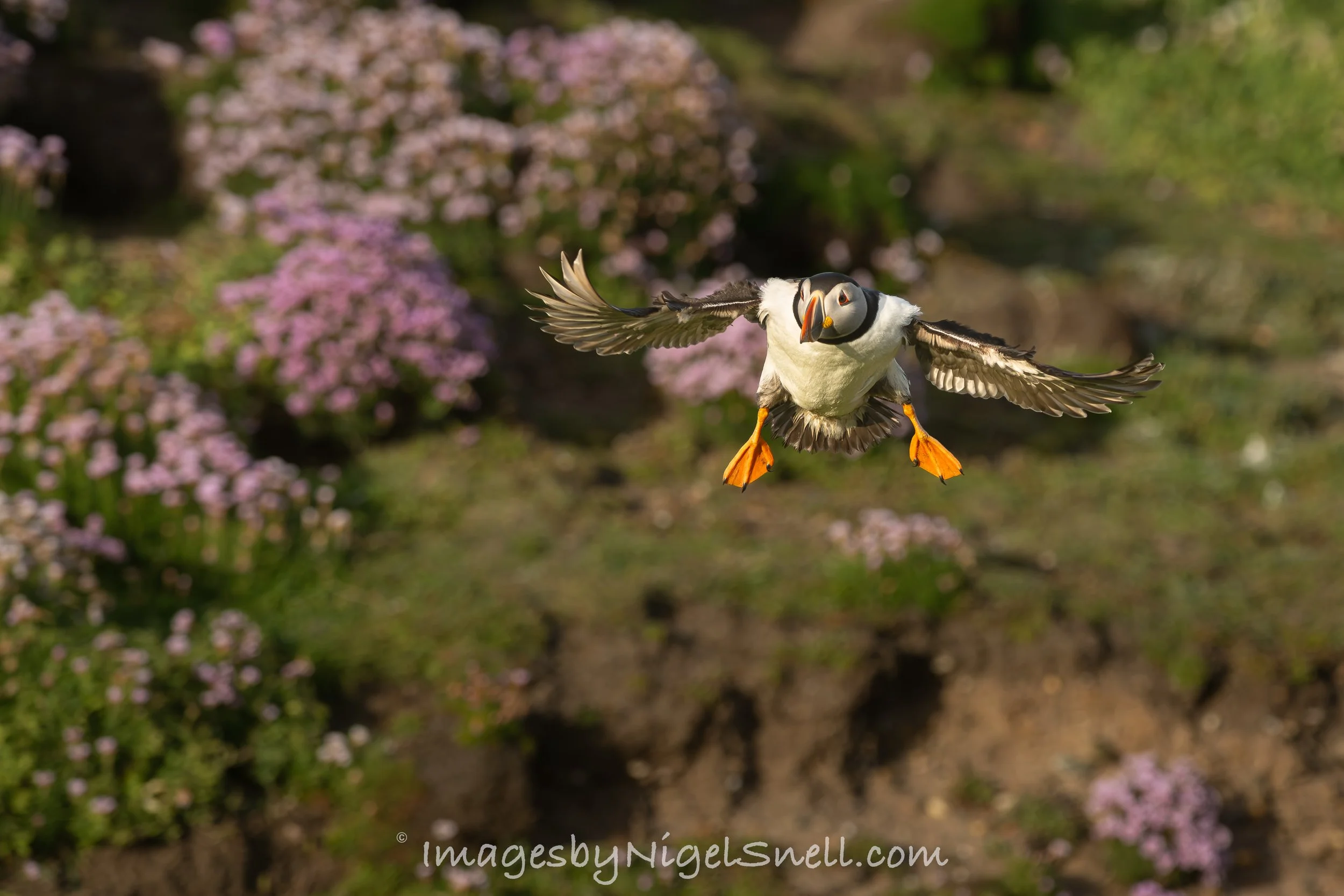 Puffin in flight 9651