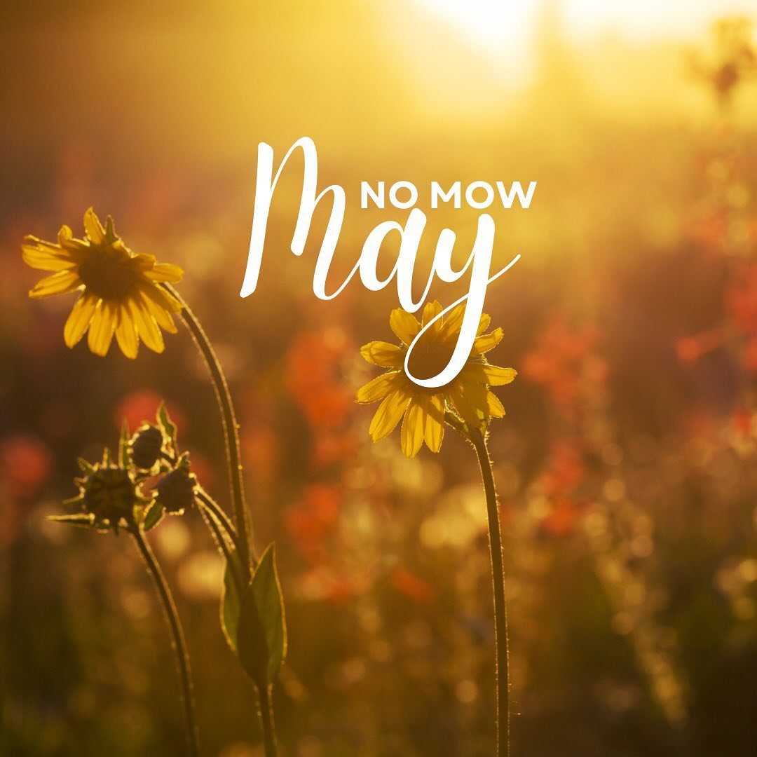 🌼 Embrace #NoMowMay in #Hackney and watch your neighbourhood transform into a vibrant pollinator paradise! Letting grass grow supports bees, butterflies, and other essential pollinators. 🐝 #Biodiversity #UrbanGreening

No Mow May isn&rsquo;t just a