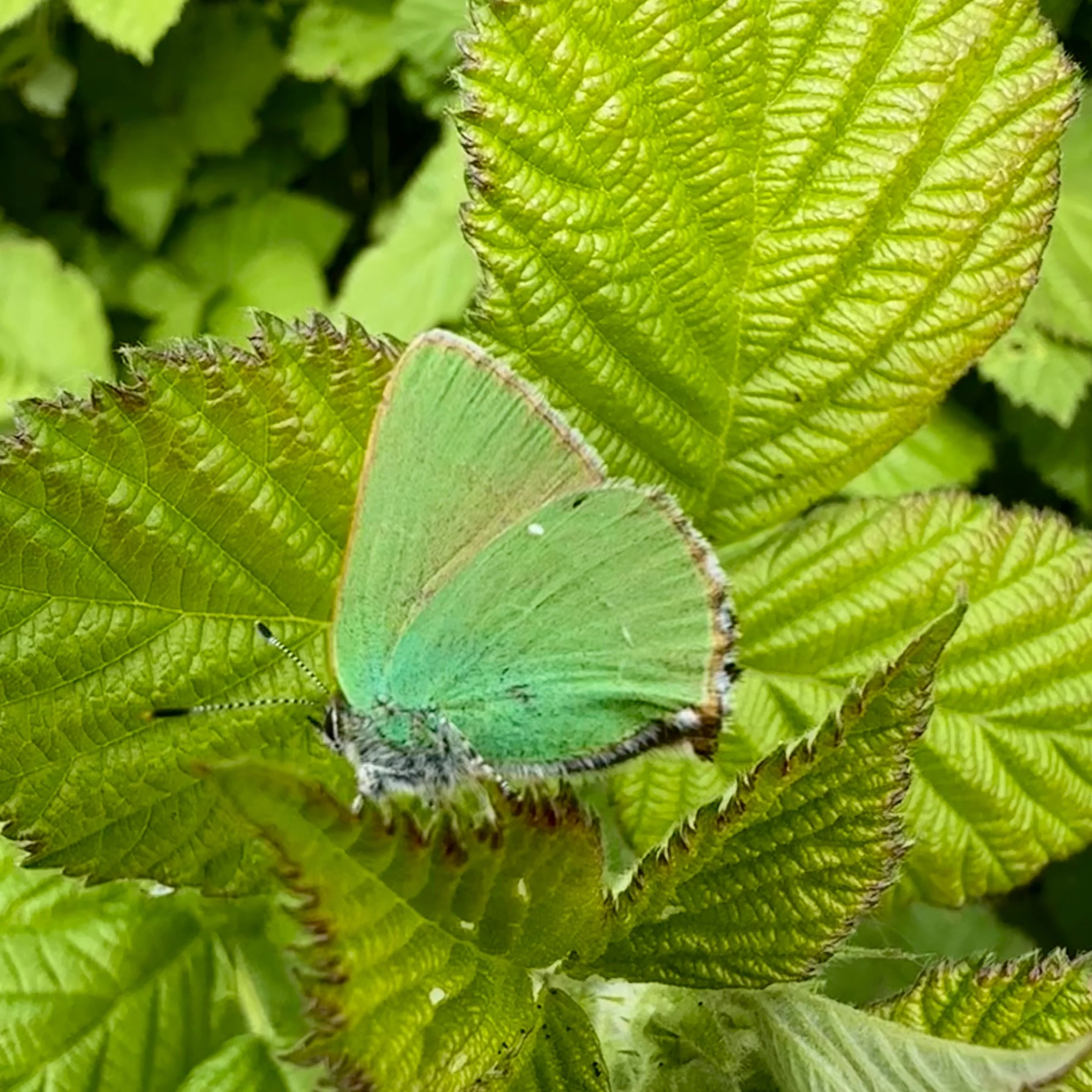 Green hairstreak butterfly
