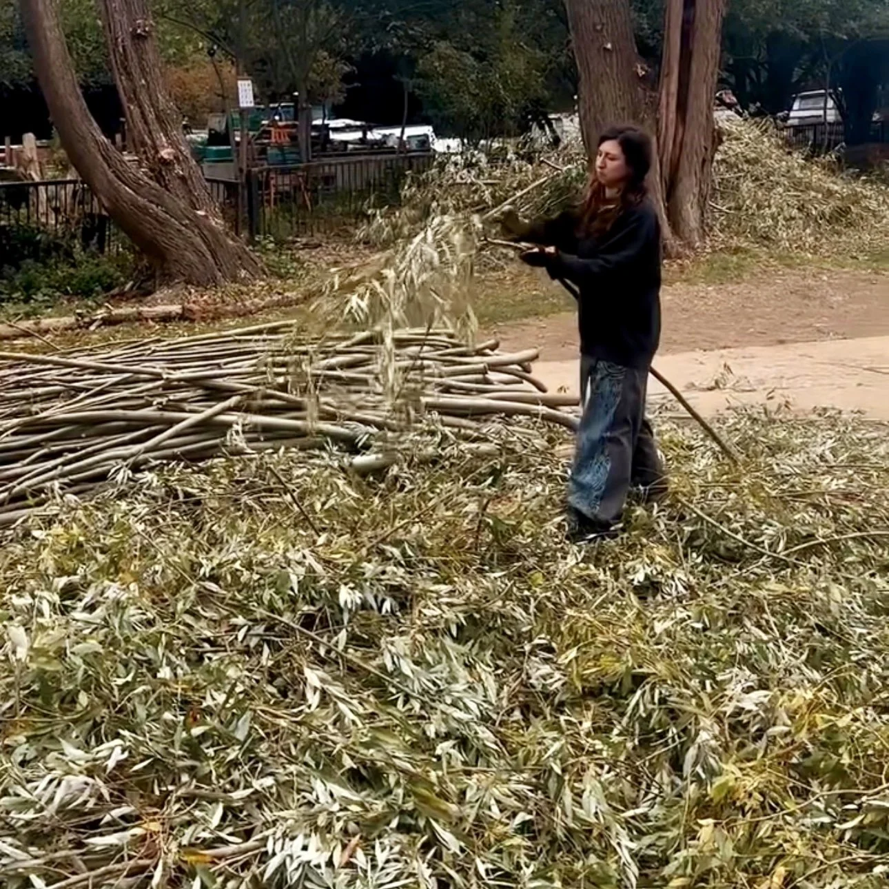 Collecting willow branches