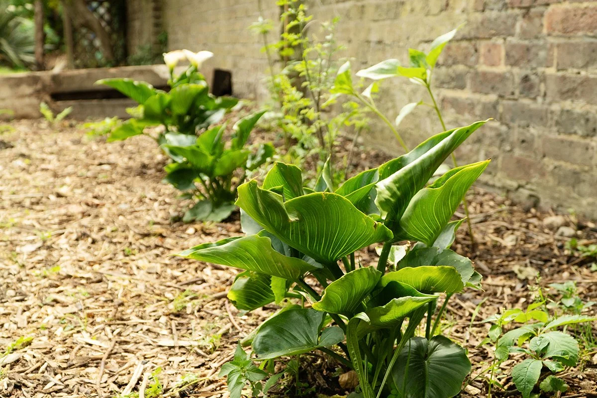 Growing Nature Skills in Hackney Housing Estates