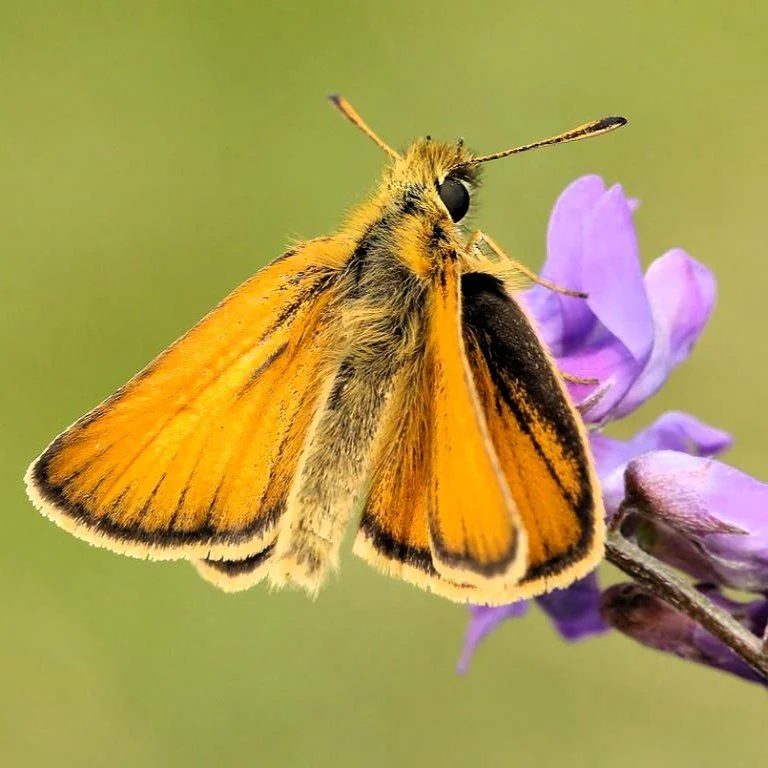 19872837650-essex-skipper-thymelicus-lineola.jpg