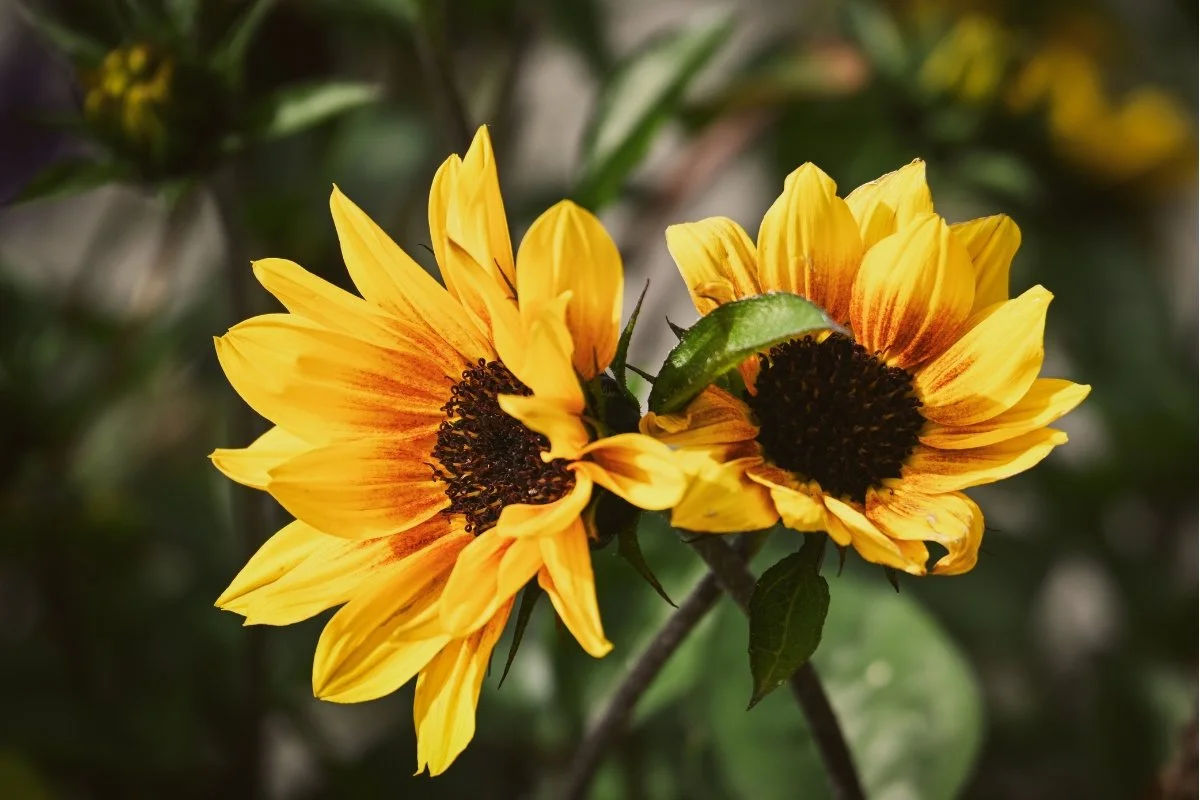 Sunflowers, Seeds and Community: A Year at Westmead Garden