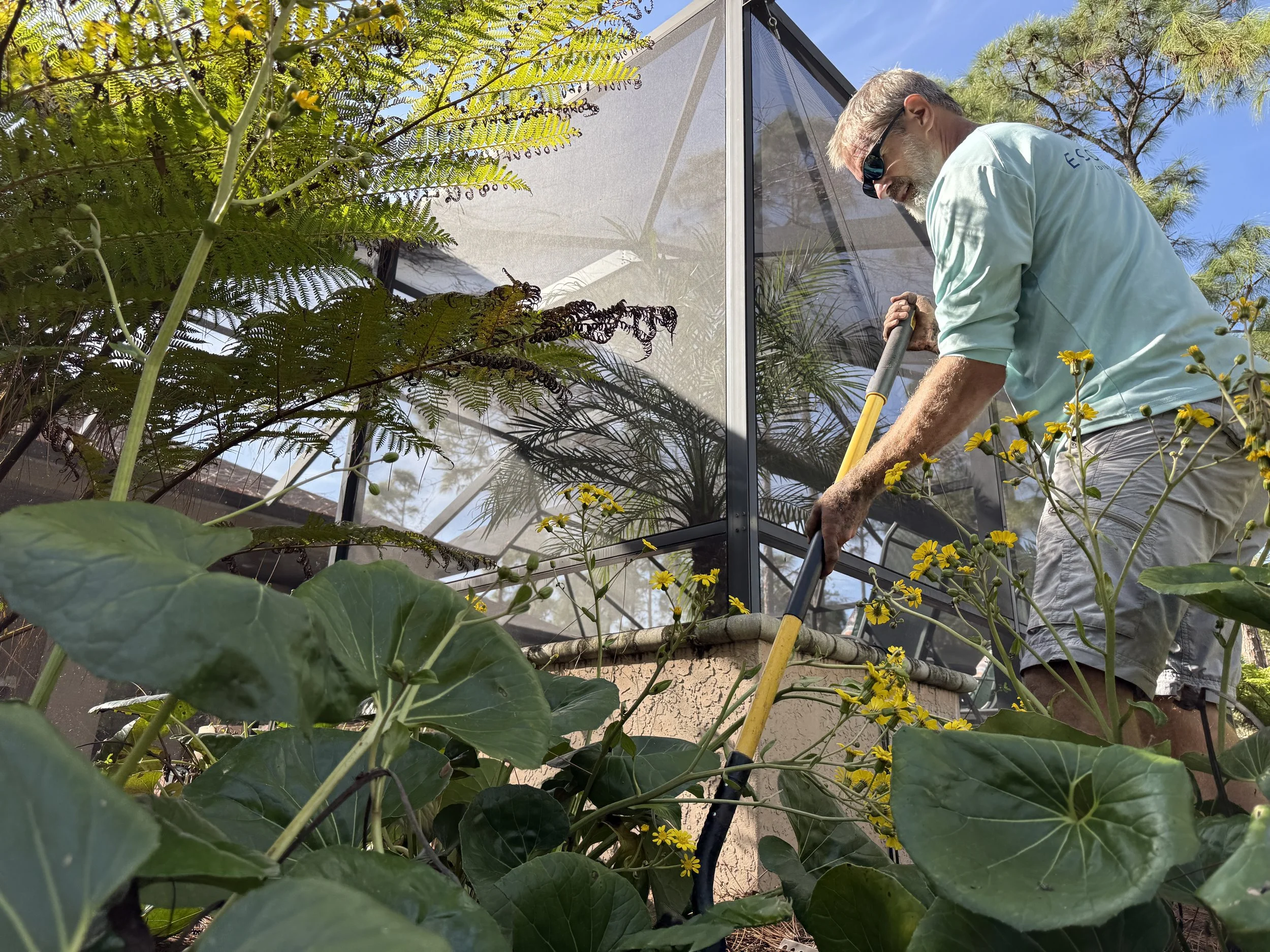 A man with gray hair and beard, wearing sunglasses and a light green shirt, is working with gardening tools next to a lanai amidst lush greenery and yellow flowers under a clear blue sky.