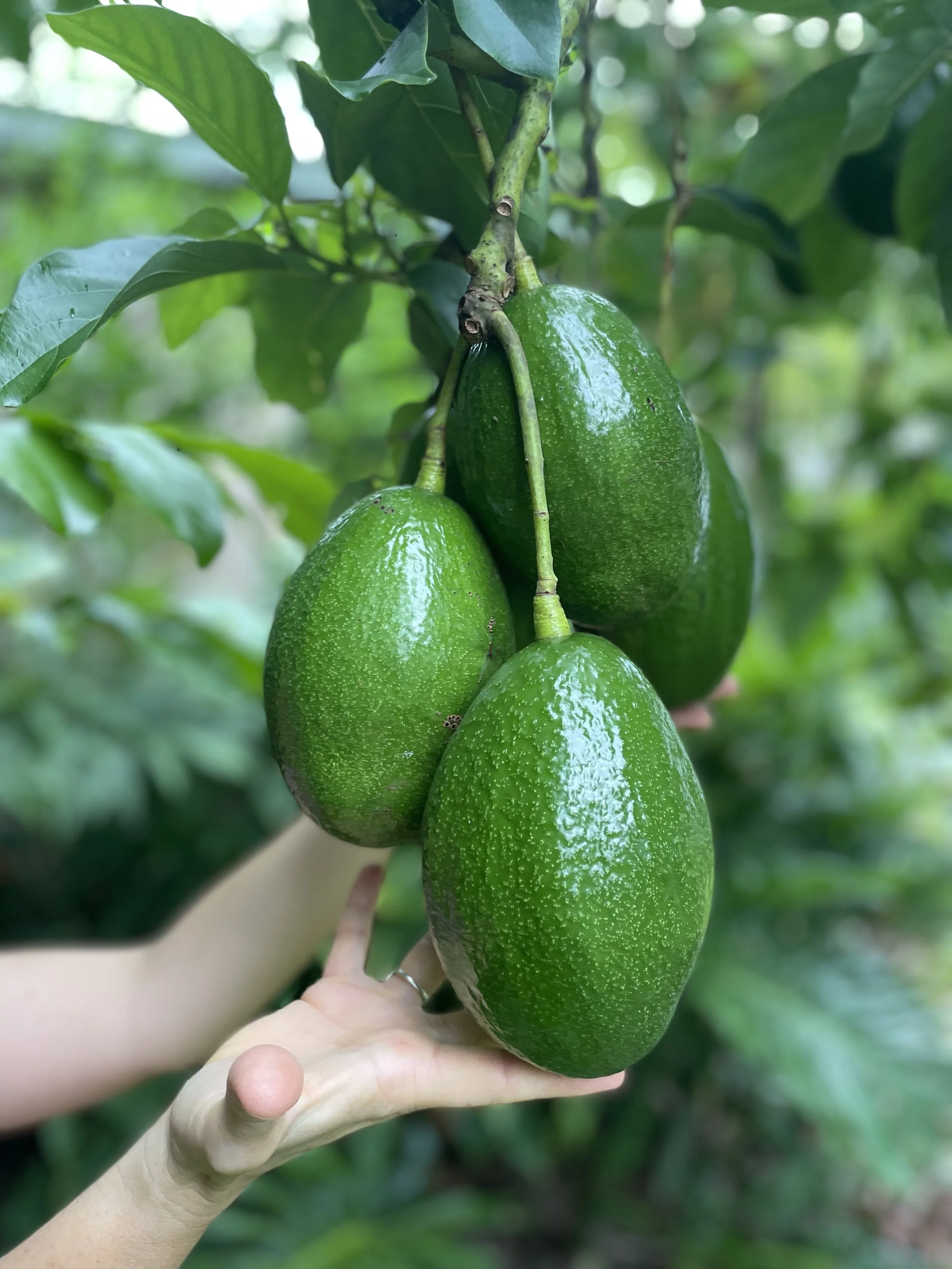A person holding four green avocados attached to a branch with leaves in the background.