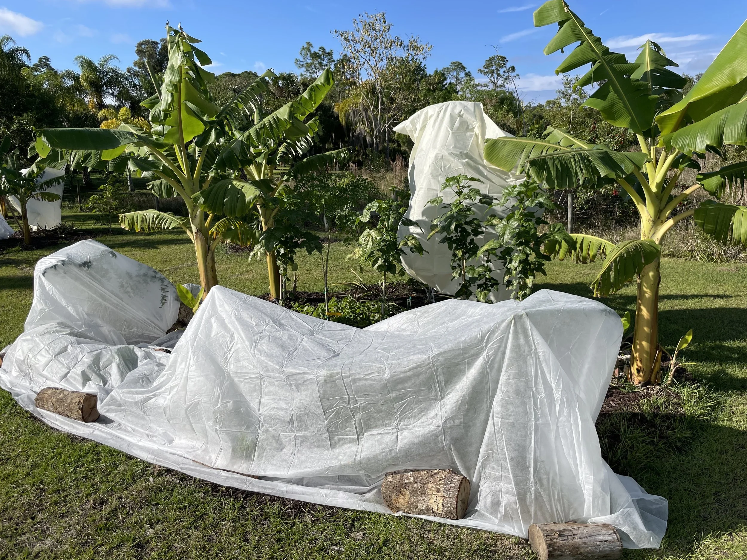 Cold Protection Strategies for Gardens in Southwest Florida