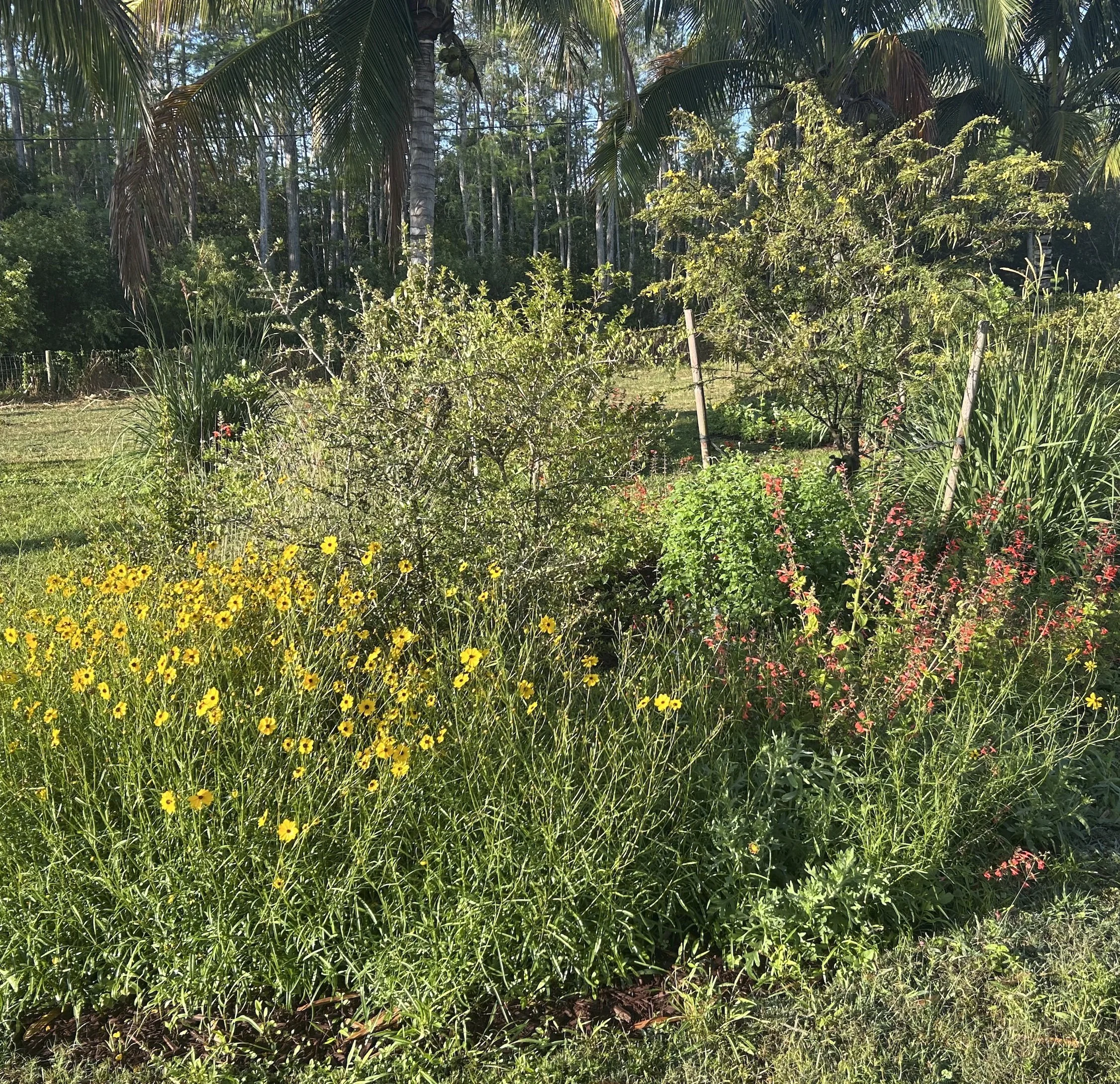 Support Plants: The Secret Helpers in a Southwest Florida Food Forest