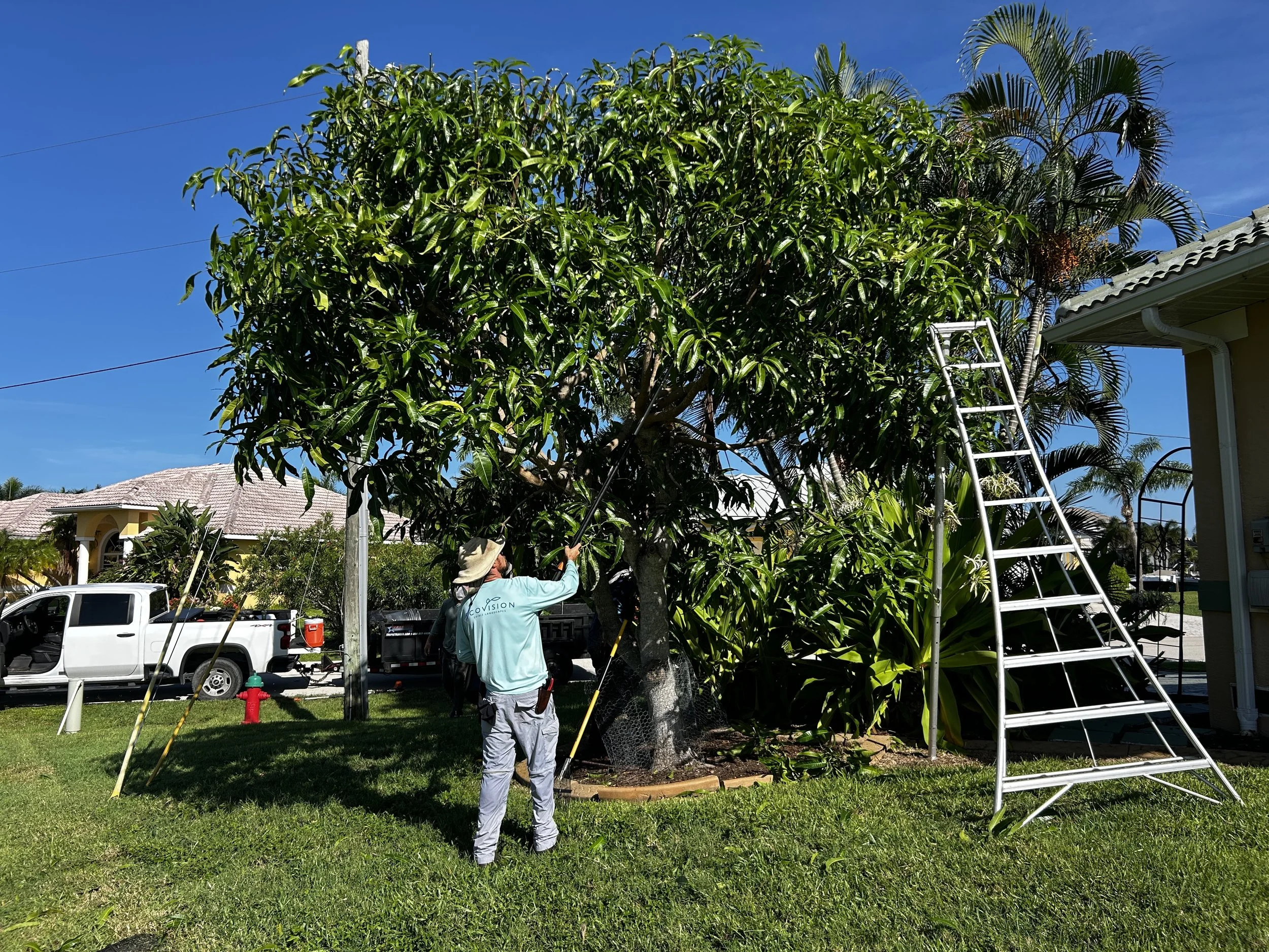 Mango Pruning in Southwest Florida for Fruit Production, Tree Health, and Storm Resilience