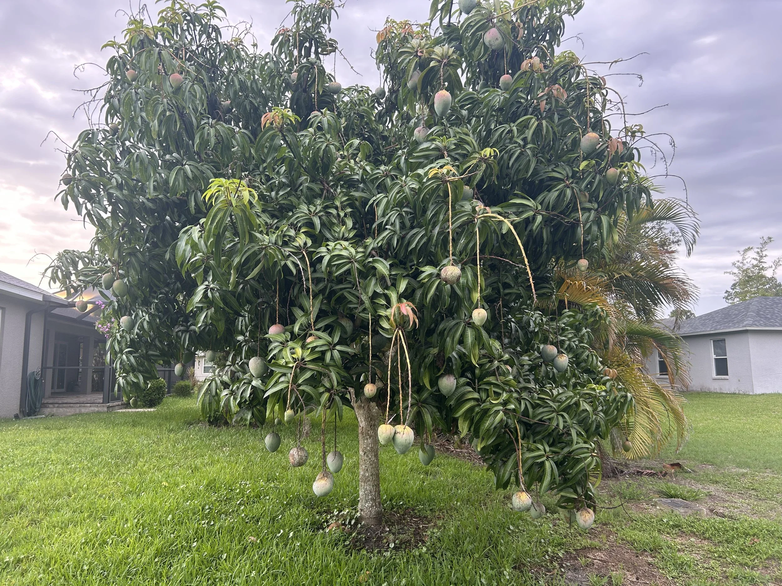 A fruit tree with green and pink peaches hanging from its branches. The tree is in a backyard with a house and a well-maintained grass lawn.