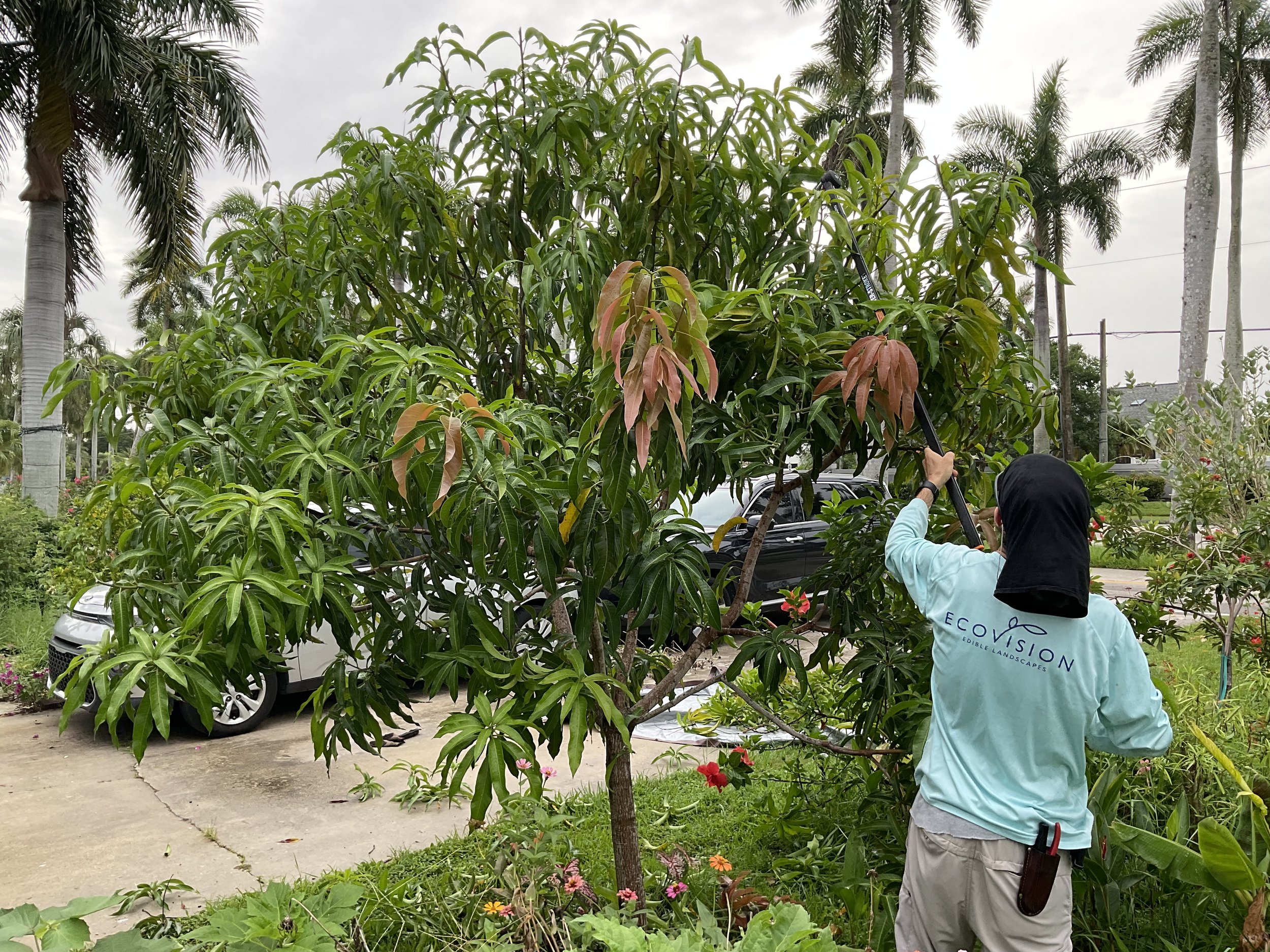 A person using a pole pruner to trim a tall, leafy tree in a garden. The person is wearing a light blue jacket with the logo 'Ecol Vision Edible Landscapes' on the back, gray pants, and a black head covering. The garden features various plants and fl