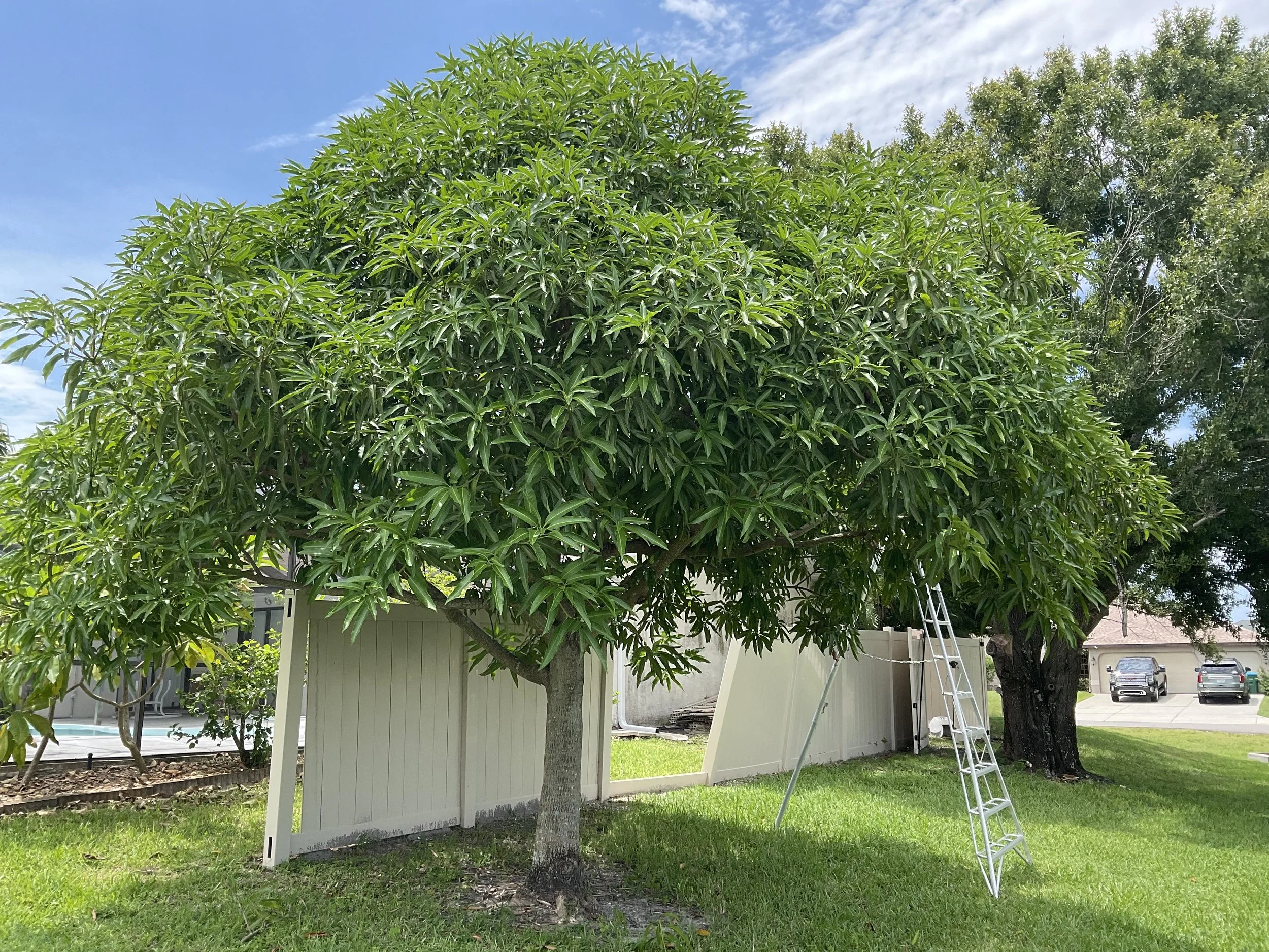 A large green tree with dense leaves in a backyard, with a white fence, a white ladder leaning against a neighboring tree, and a house with a driveway and parked cars in the background.