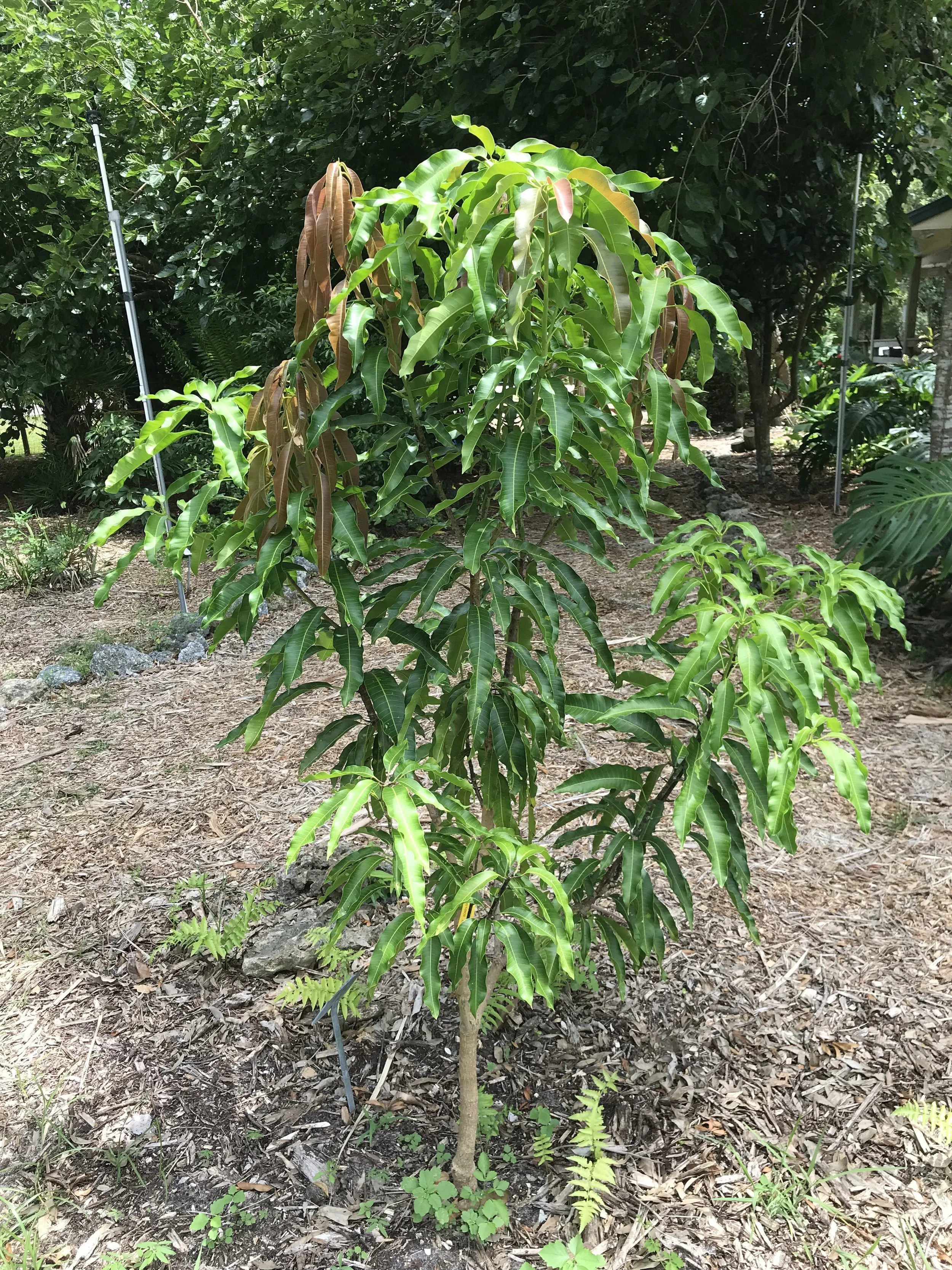 A young tree with green and brown leaves in a garden or park area, surrounded by other trees and plants.