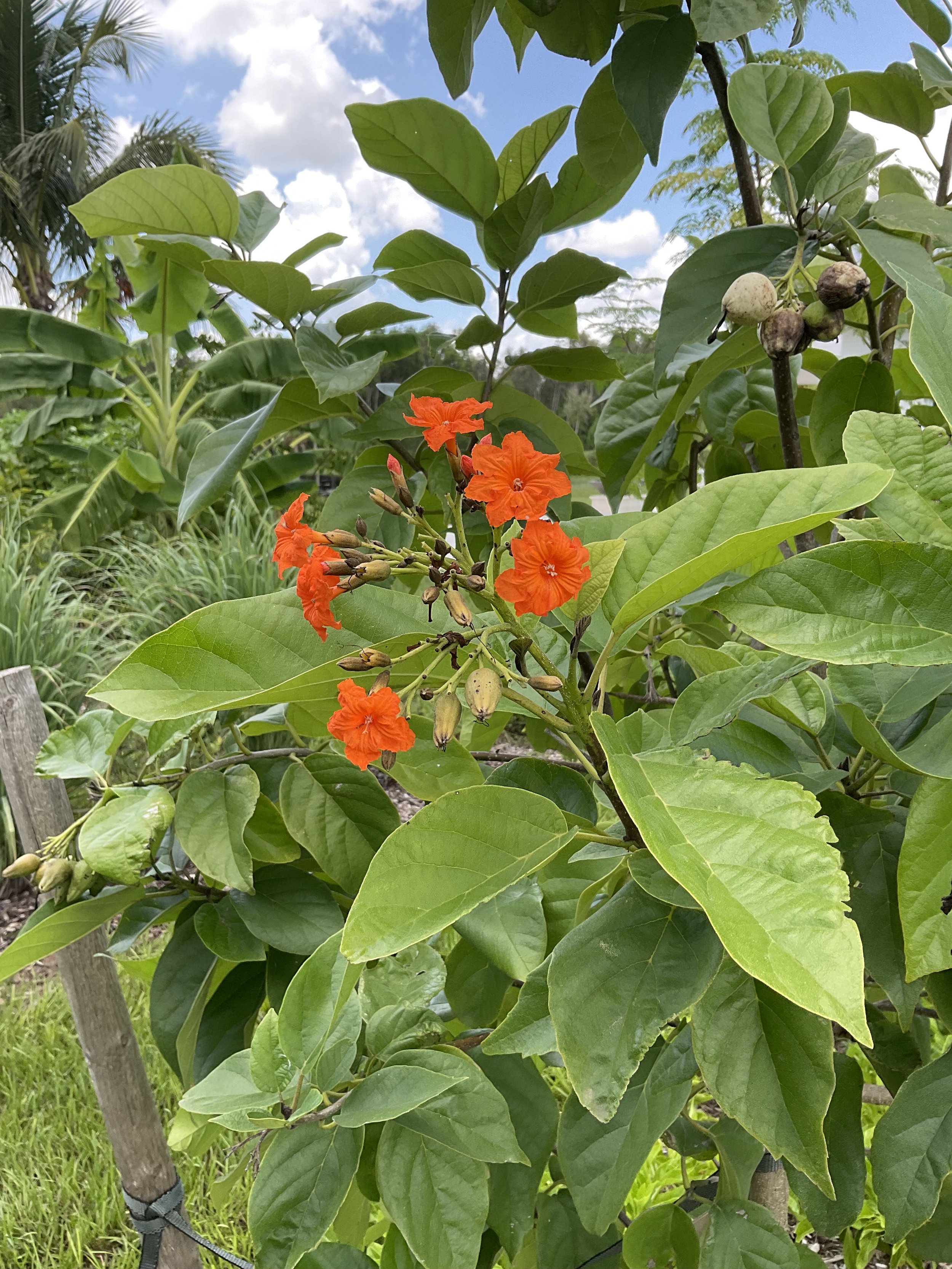 IMG_0303.jpeg