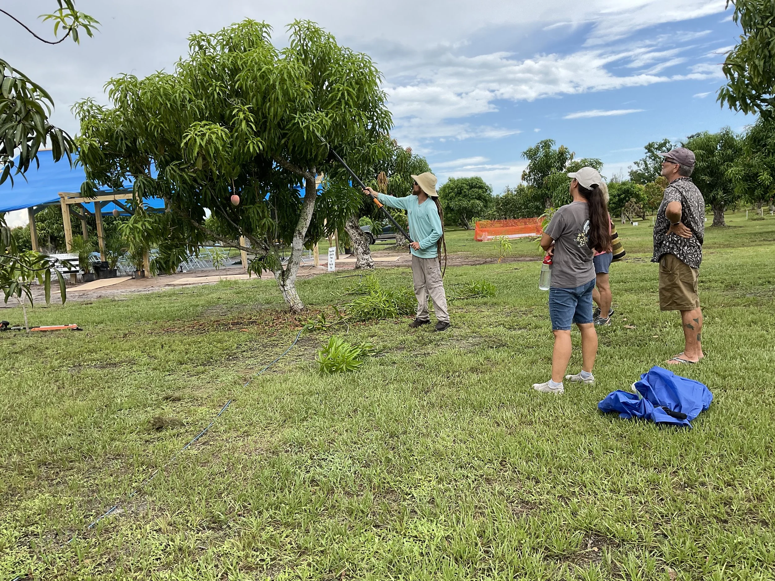 People standing outdoors in a mango orchard, watching a person prune a mango tree with a long pole pruner. The scene is sunny with a partly cloudy sky, and there are trees and structures in the background.