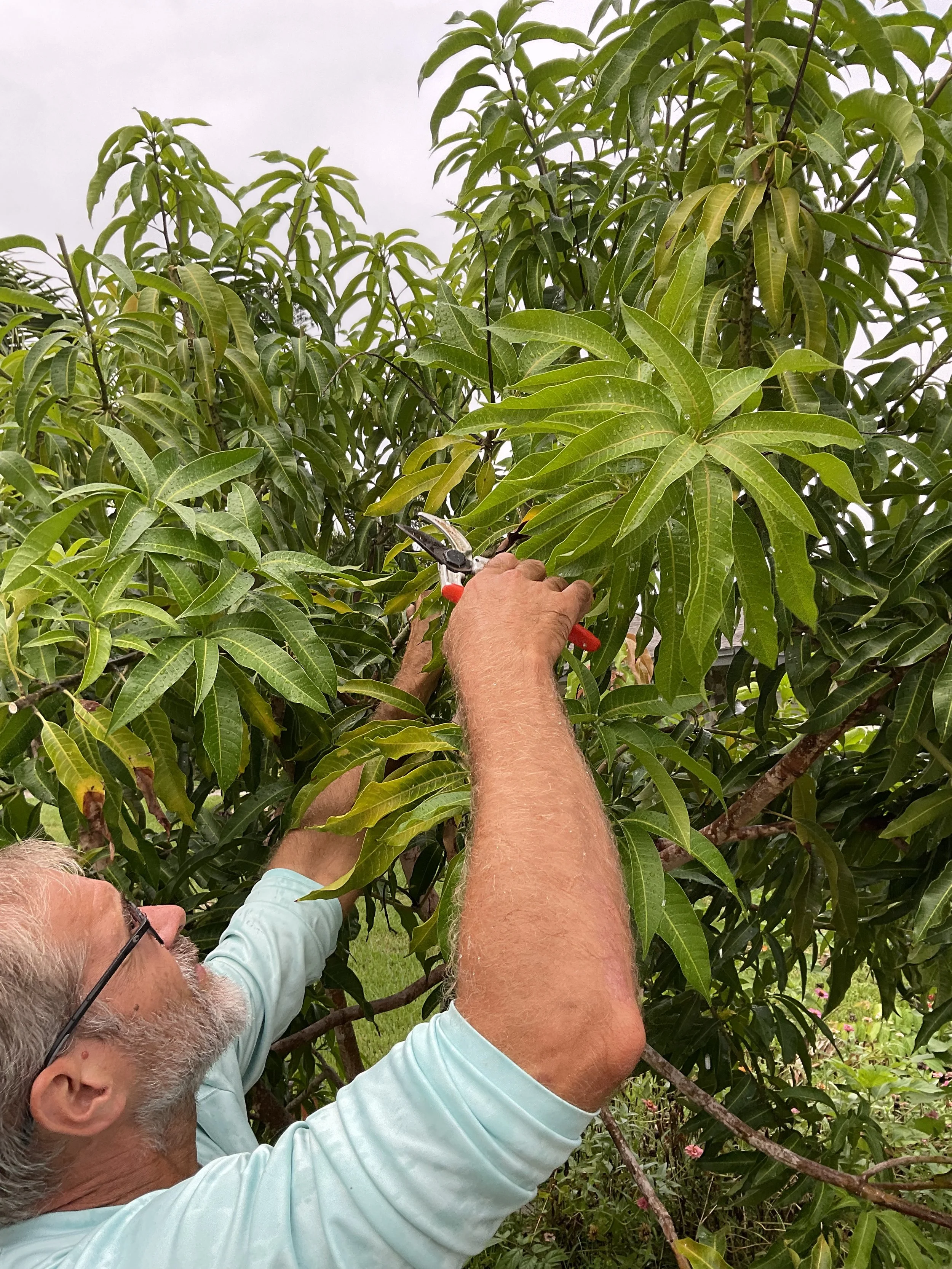 A man pruning a tree with pruning shears, surrounded by green leaves and branches.