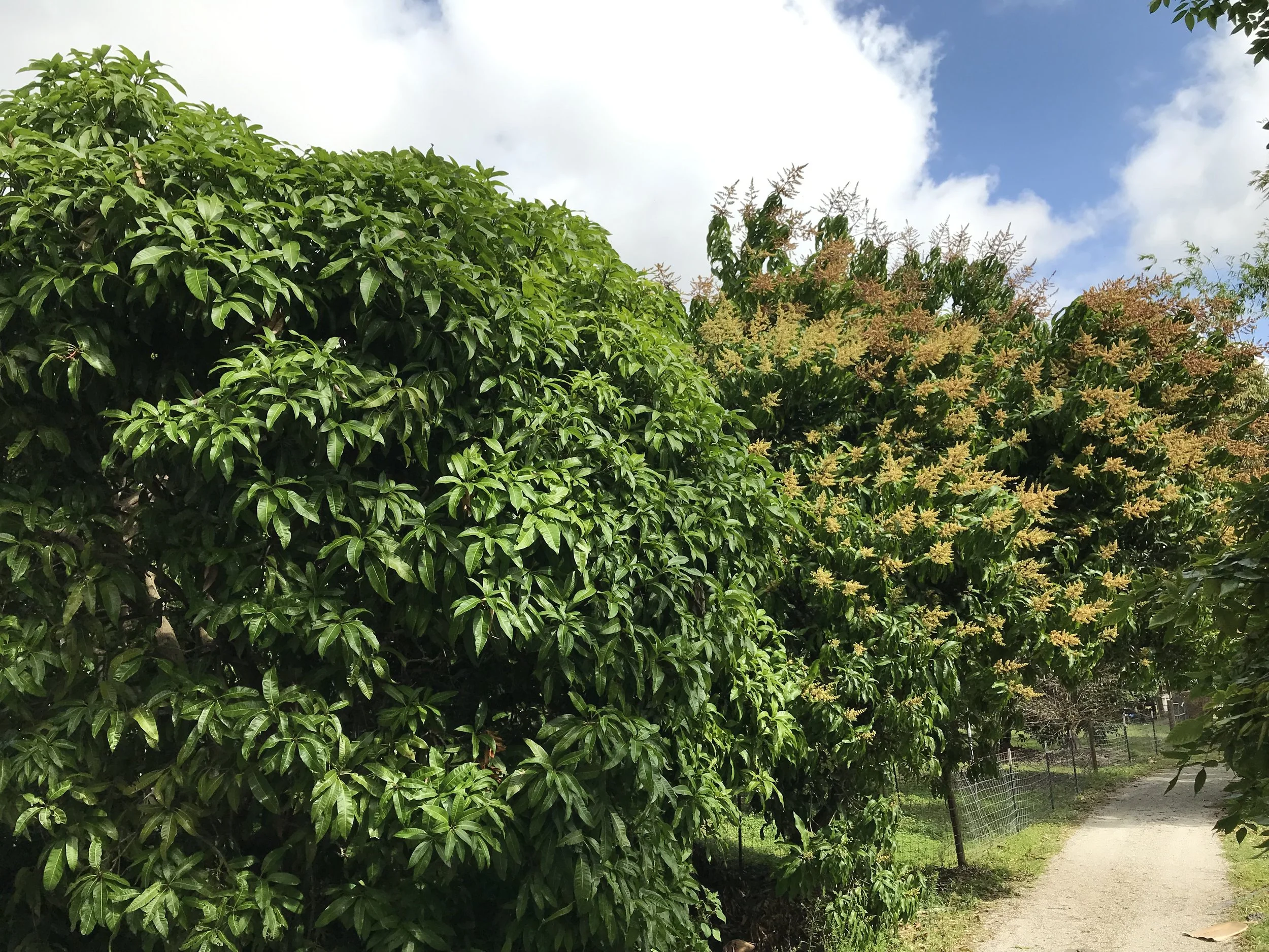 Lush green bushes alongside a dirt path with a clear blue sky and white clouds above.