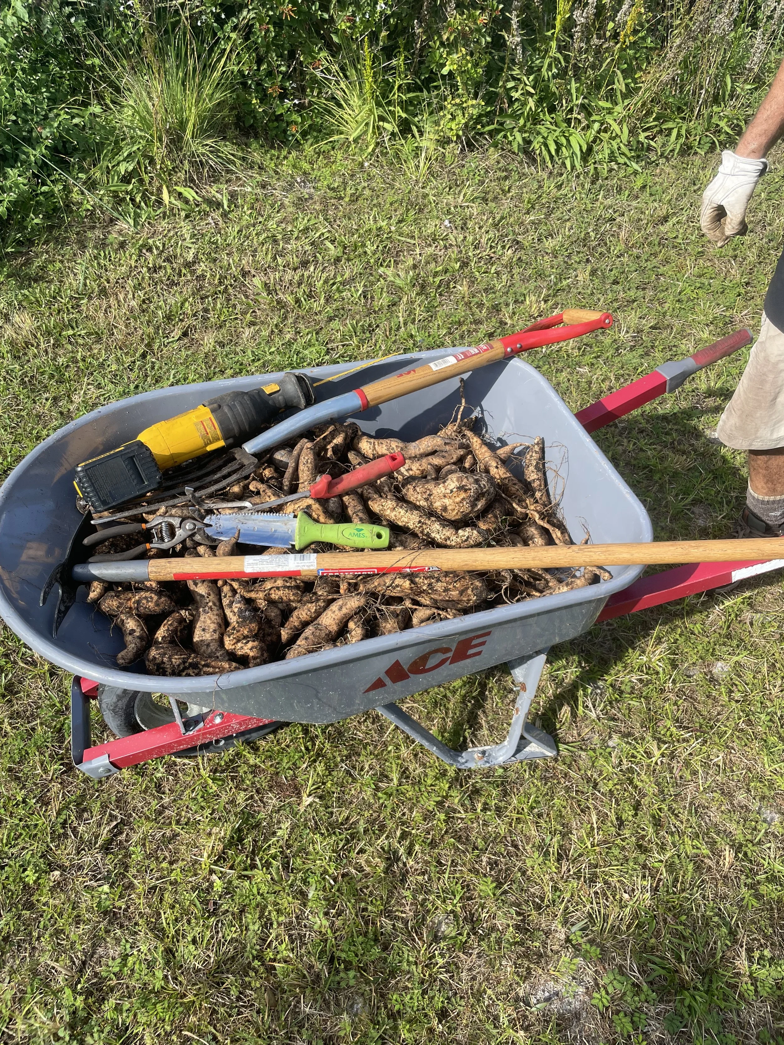 A wheelbarrow filled with dirt and small roots, situated on grass, with gardening tools like a rake, loppers, and a weed cutter inside, and a person wearing white gloves and beige shorts nearby.