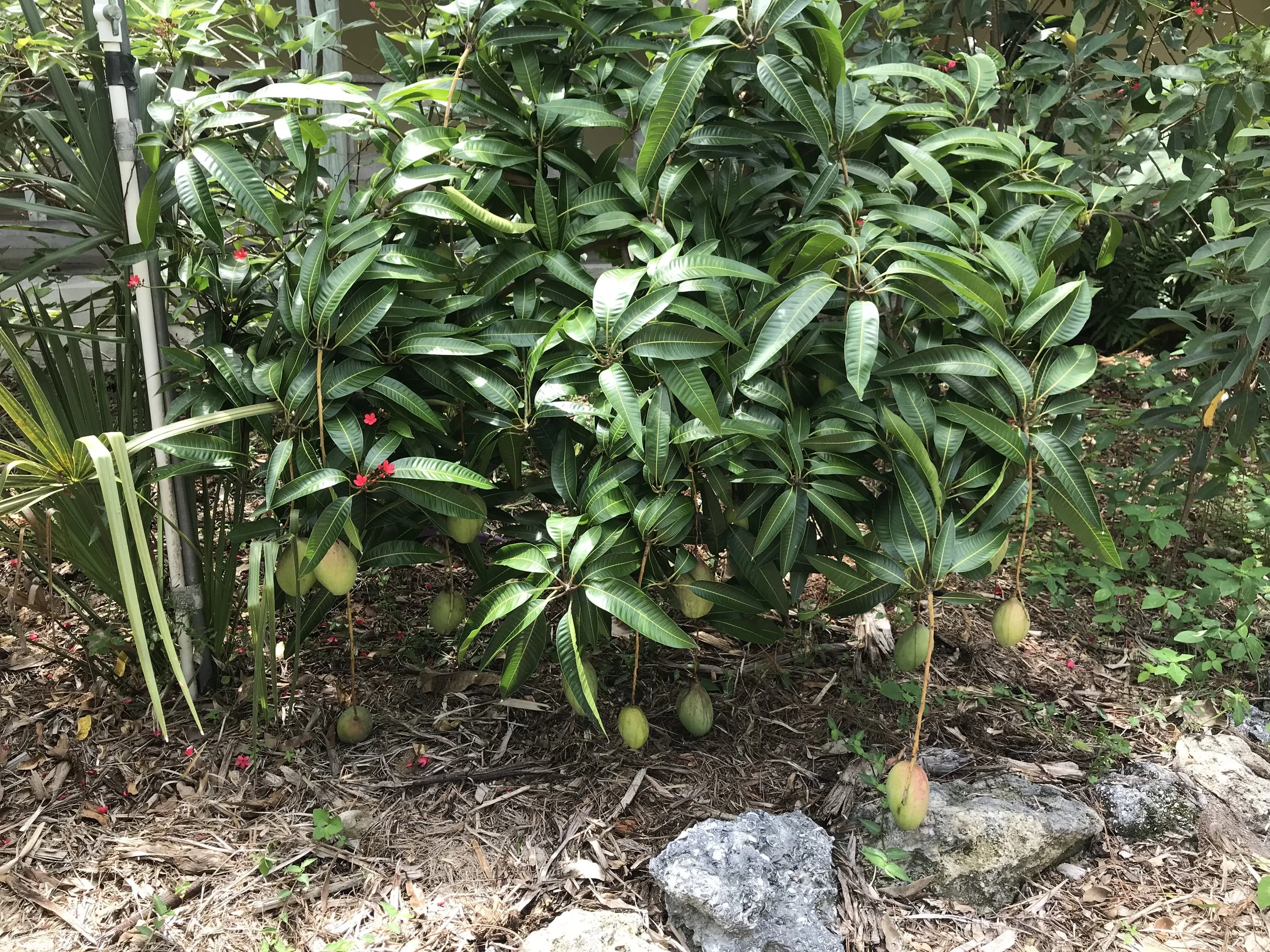 Green foliage of a mango tree with unripe mangoes hanging from branches, surrounded by ground cover and rocks.