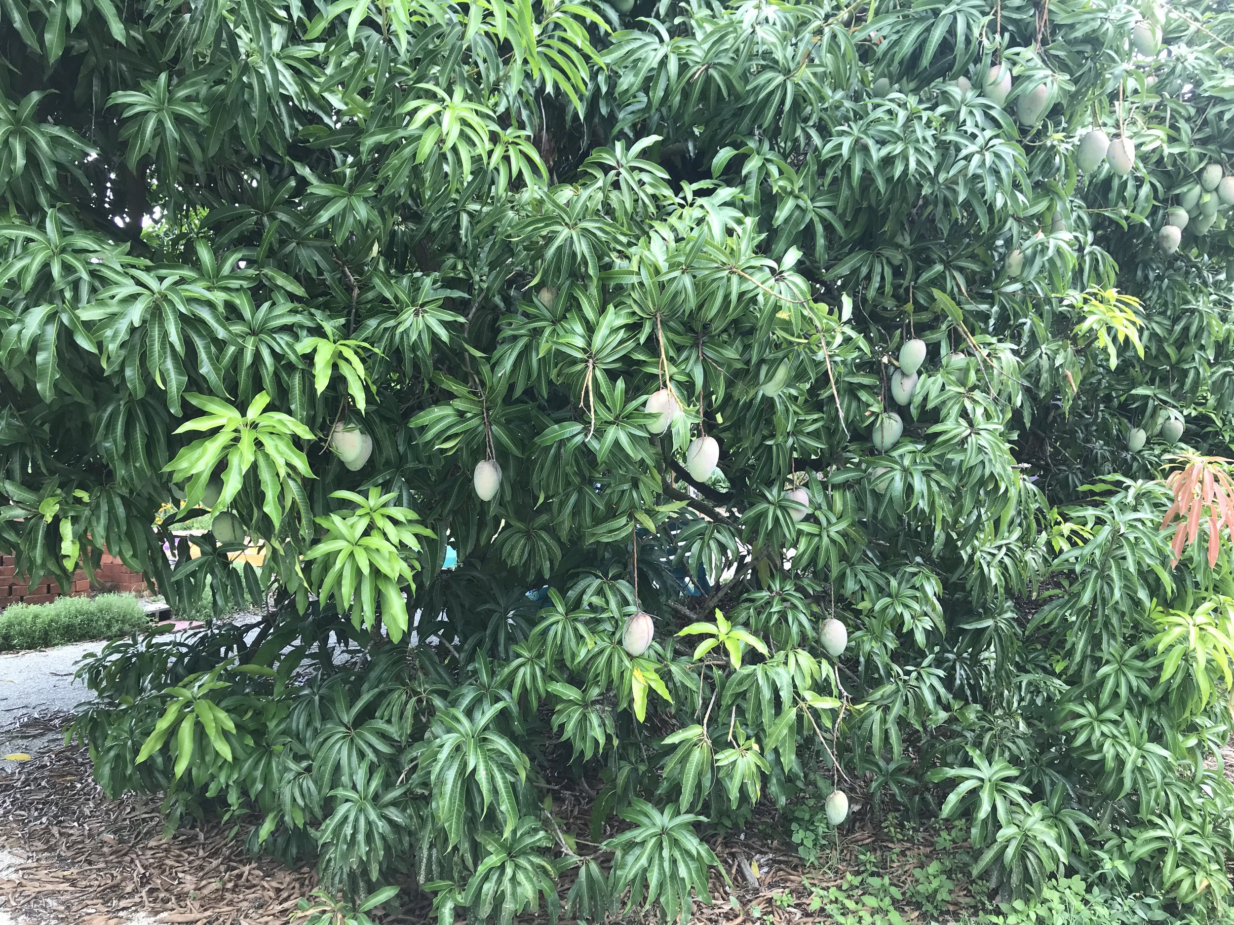 A dense mango tree with green leaves and ripening mangoes hanging from the branches, located outdoors in a garden setting with a gravel ground and some brick and greenery nearby.