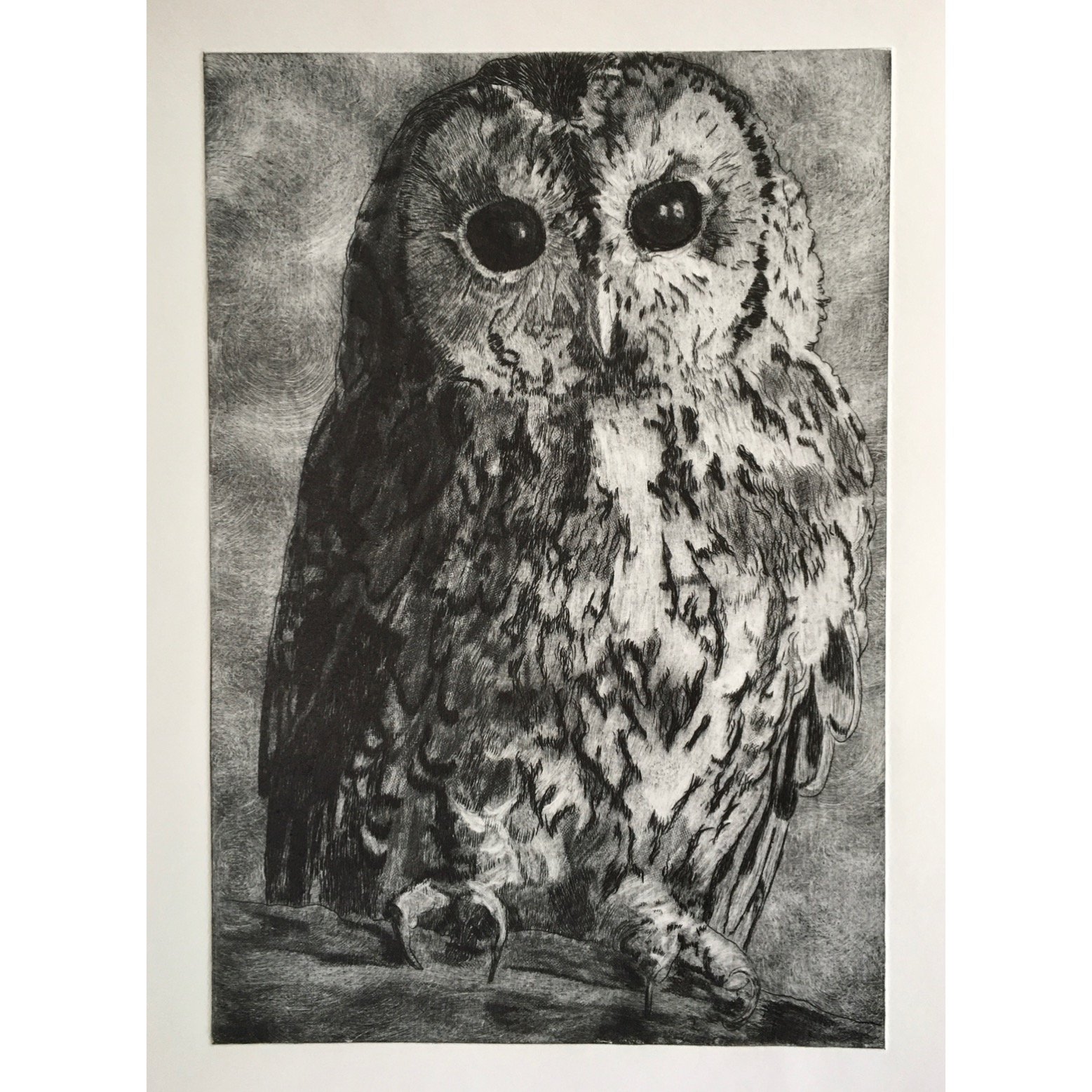Tawny Owl.jpg