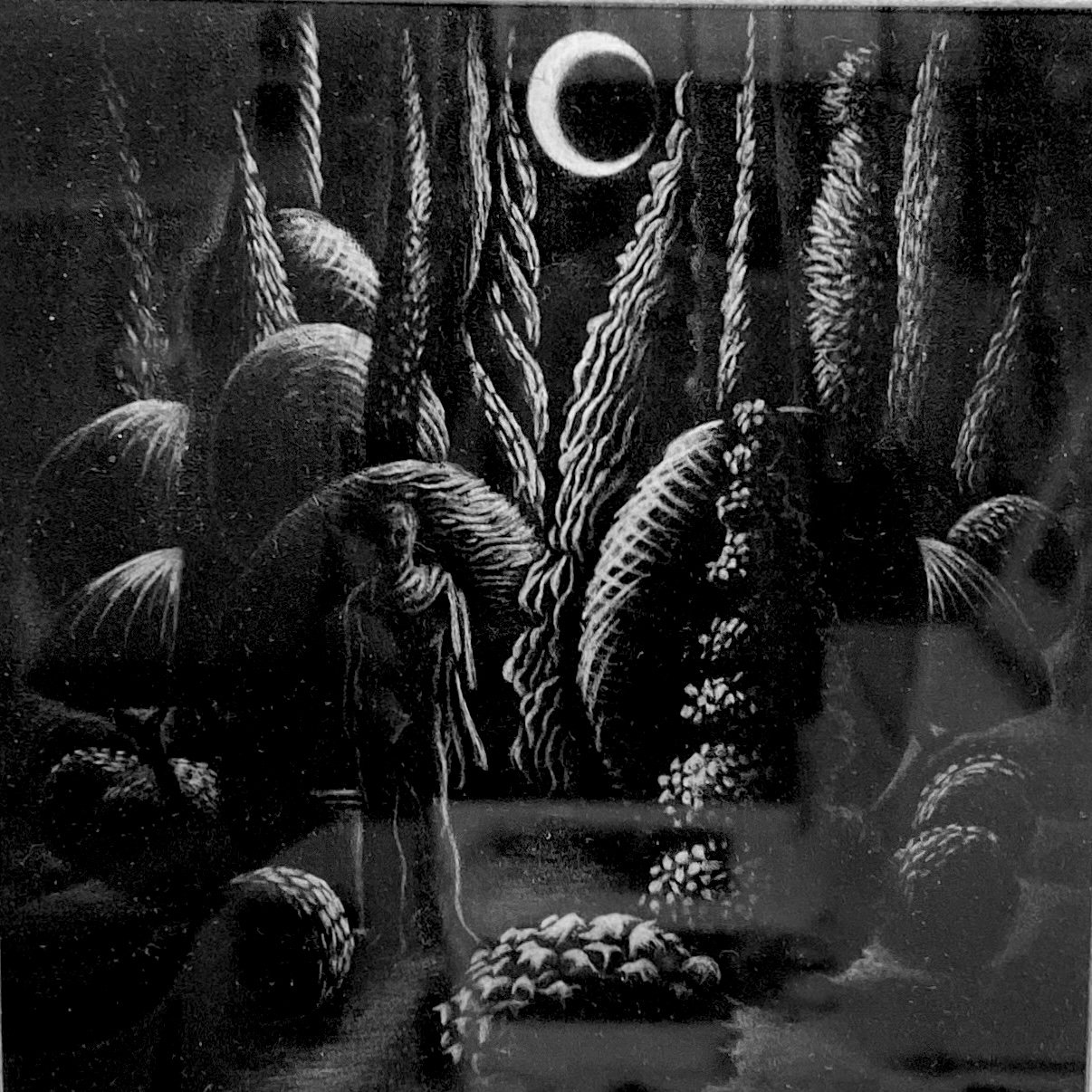 Arcadia .. JC01 1.jpg