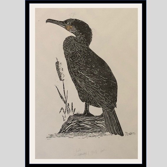 Cormorant .jpg