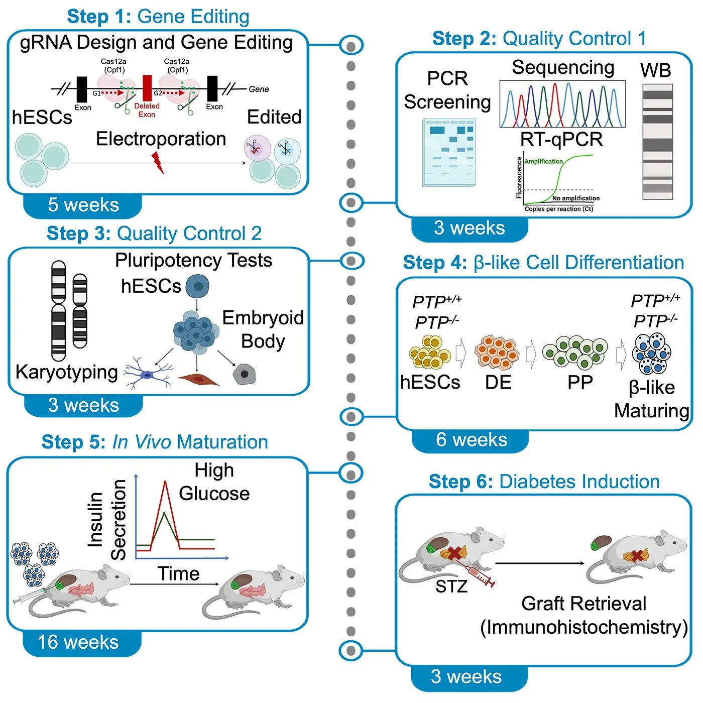 Flowchart depicting a multi-step process for gene editing and cell differentiation. Steps include gene editing using CRISPR, quality control, pluripotency tests, in vivo maturation, cell differentiation towards beta-like cells, and diabetes induction in mice.