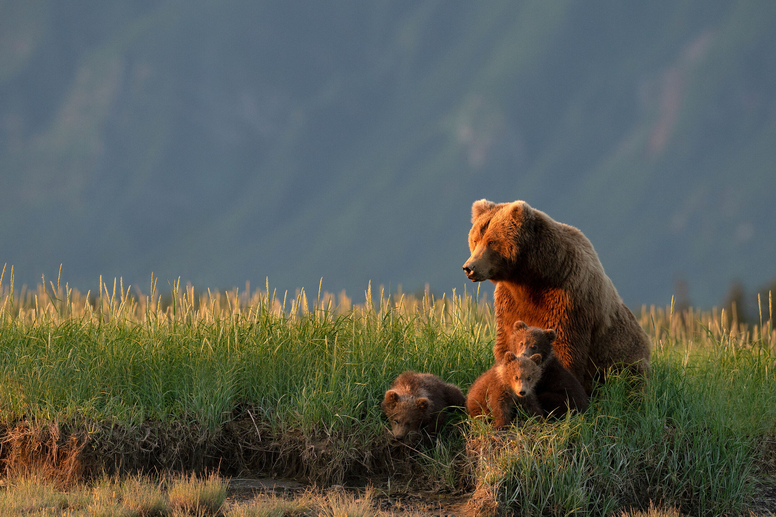 Black bear guide: how to identify, where to find them and what to do if you  encounter one - Discover Wildlife