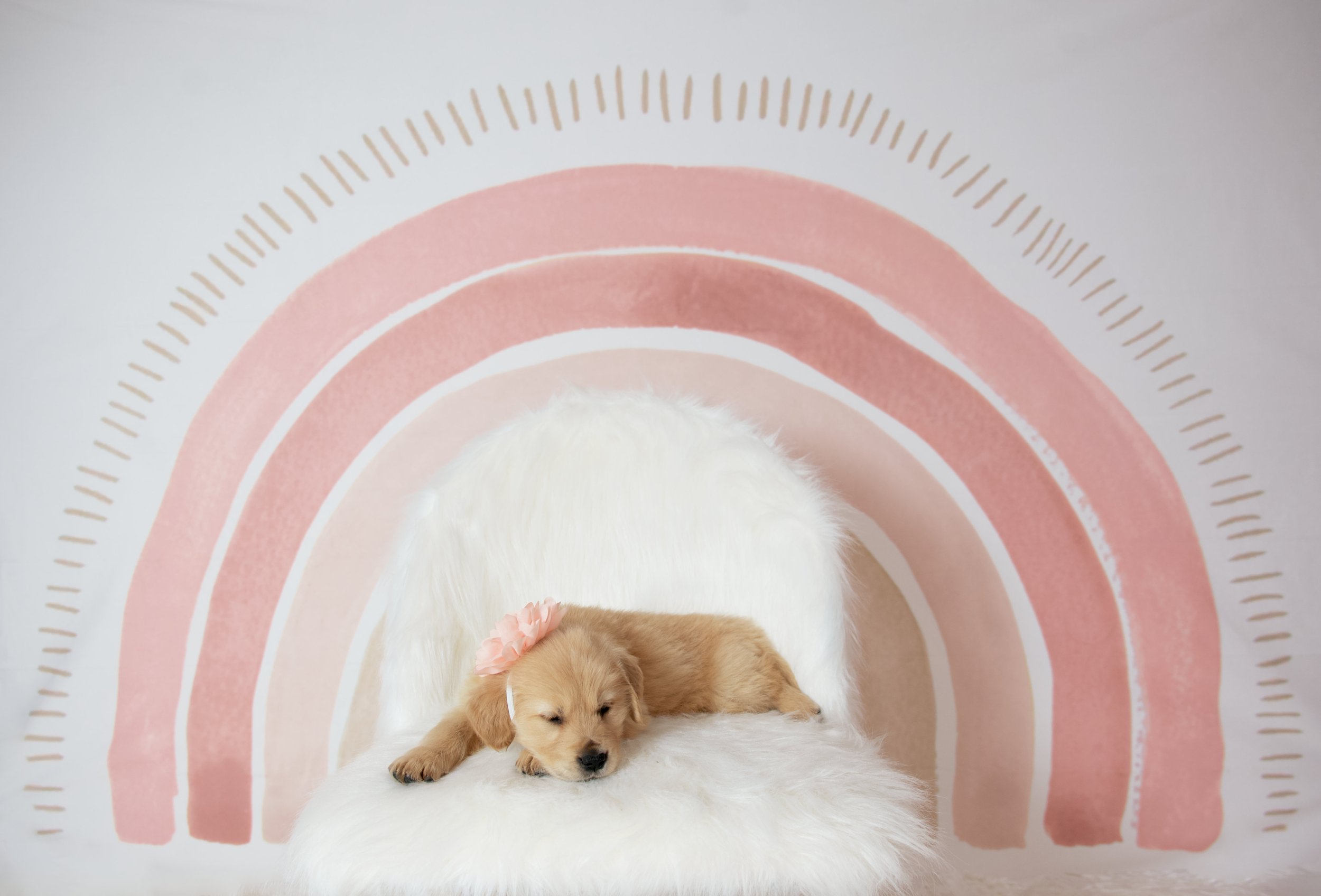 Golden retriever puppy with a pink flower headband lying on a white fluffy chair in front of a pink rainbow backdrop.