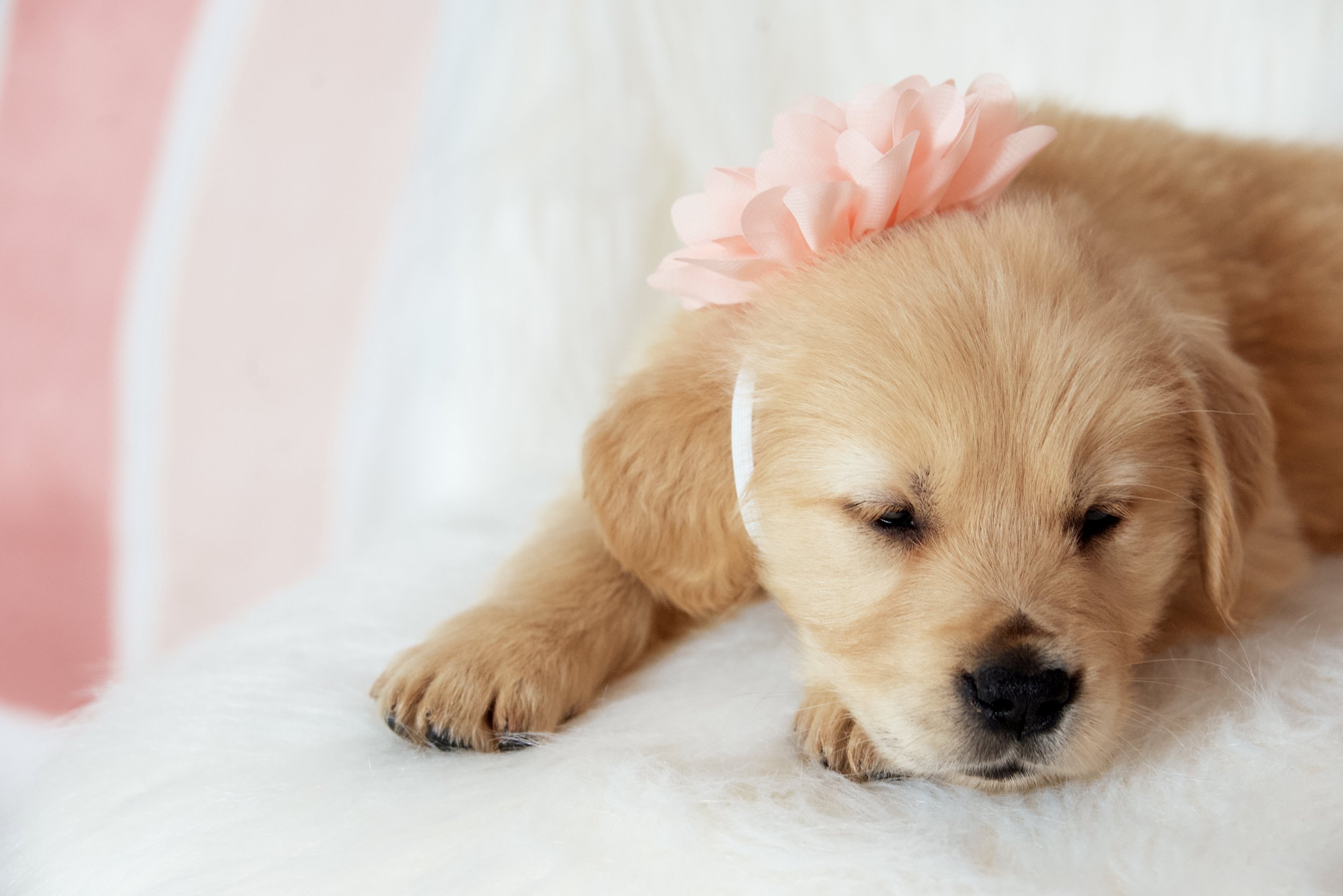 Golden retriever puppy wearing a pink flower headband, lying on a fluffy white surface.