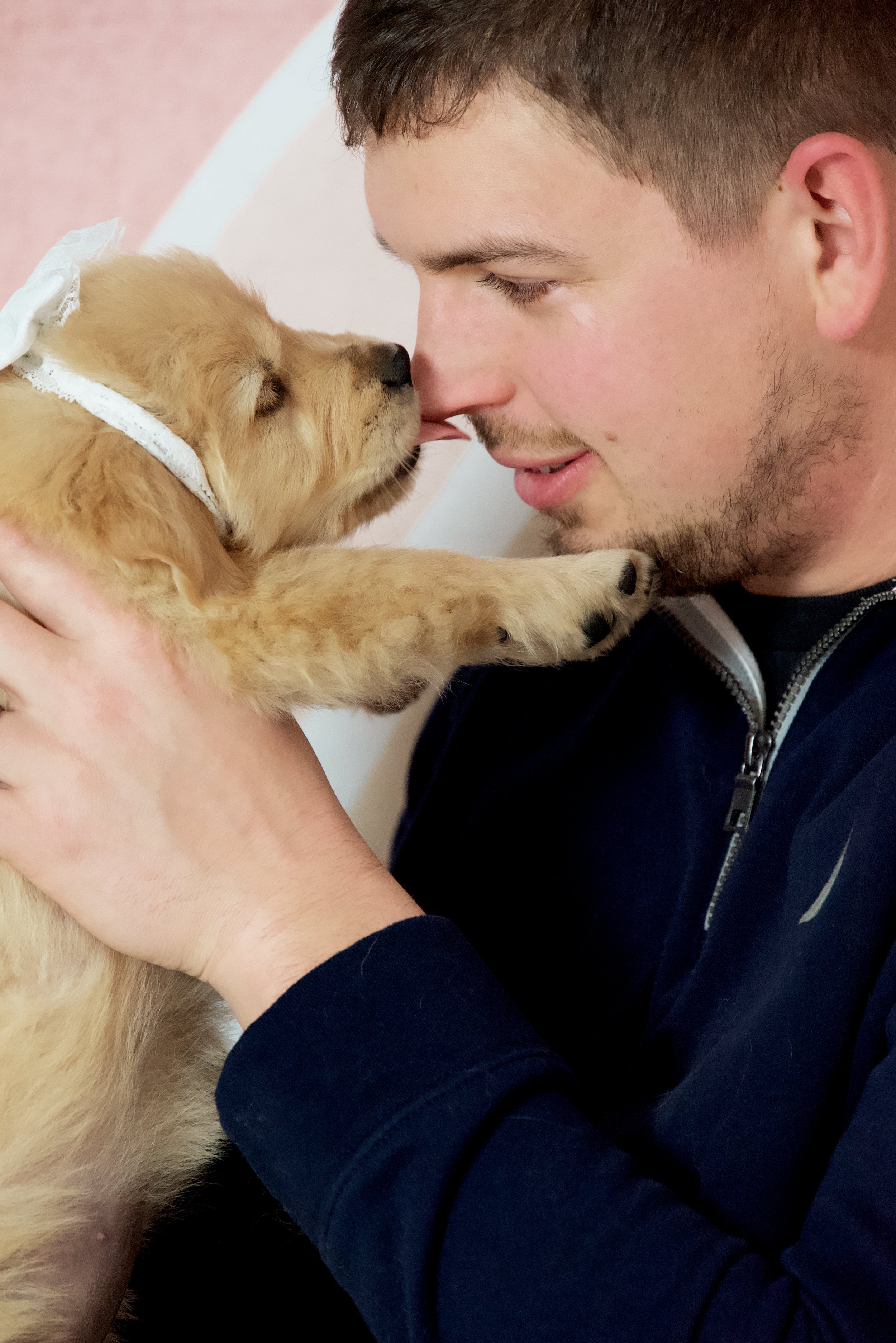 Puppy with a bow licking a man's nose