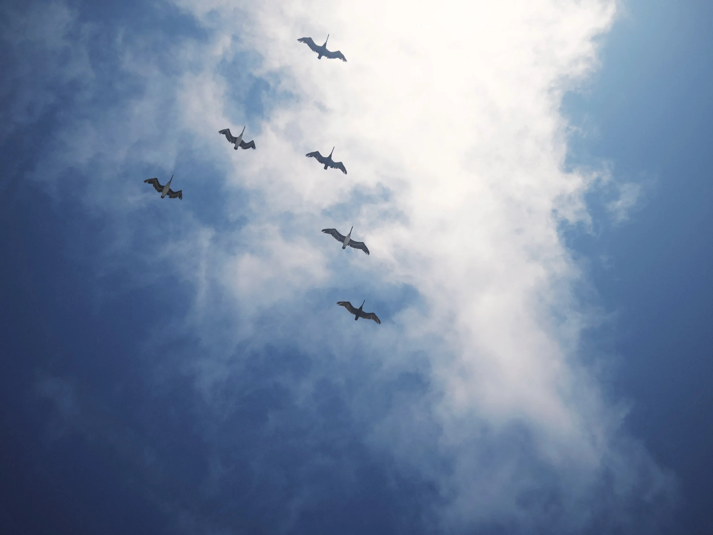 Seven seagulls flying in a V formation against a partly cloudy blue sky.
