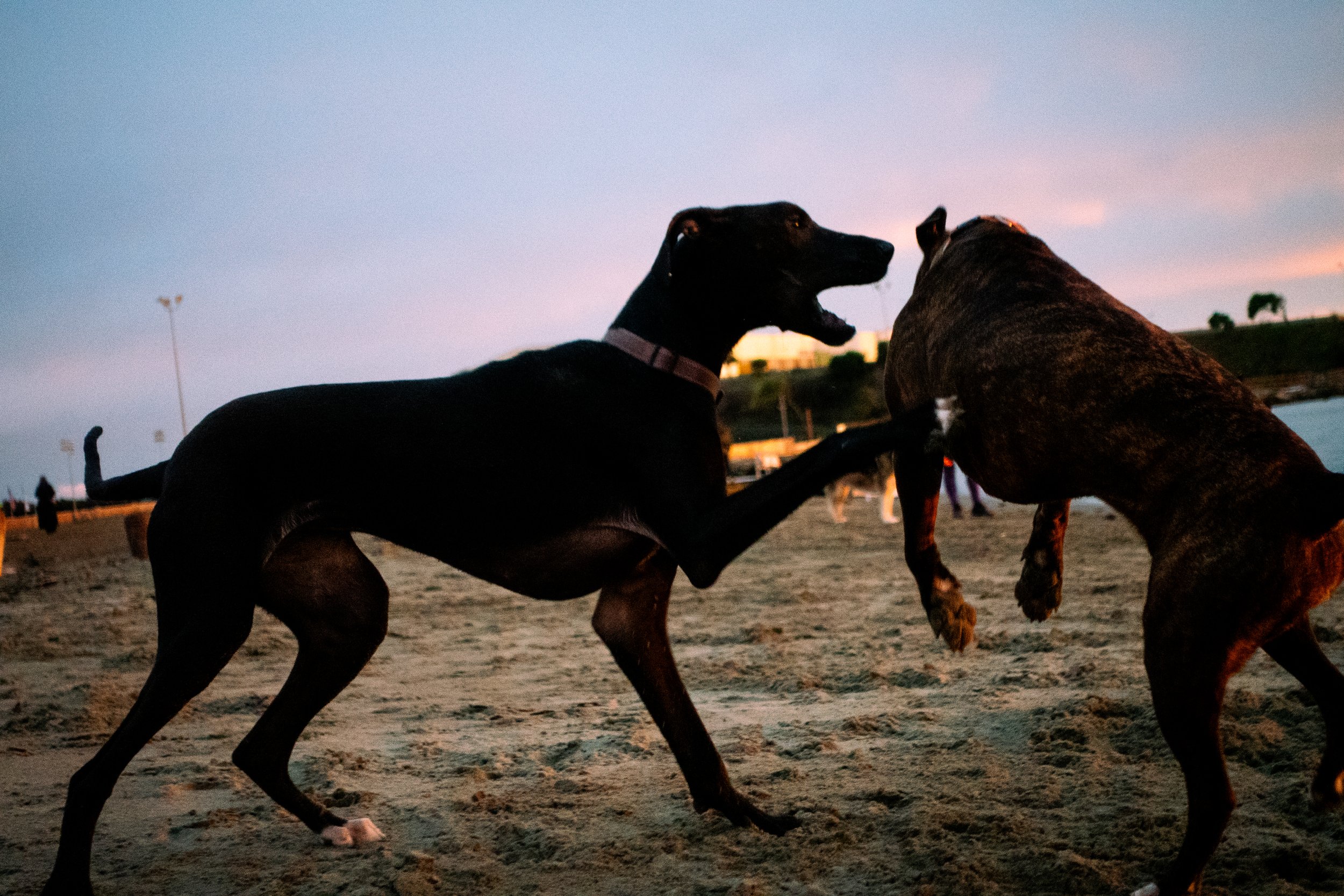 Two dogs playing and tugging on a leash at sunset in a park.
