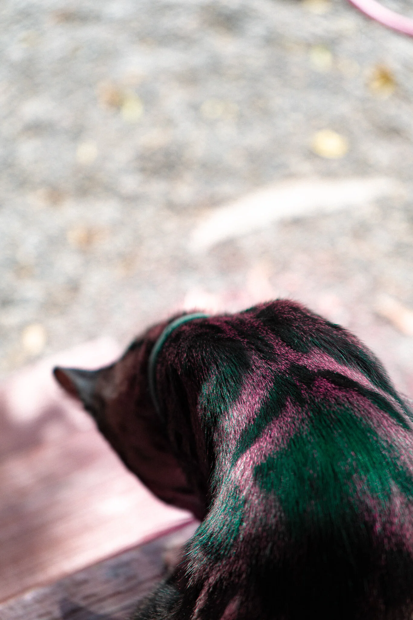 Close-up of a black and deep pink tabby kitten