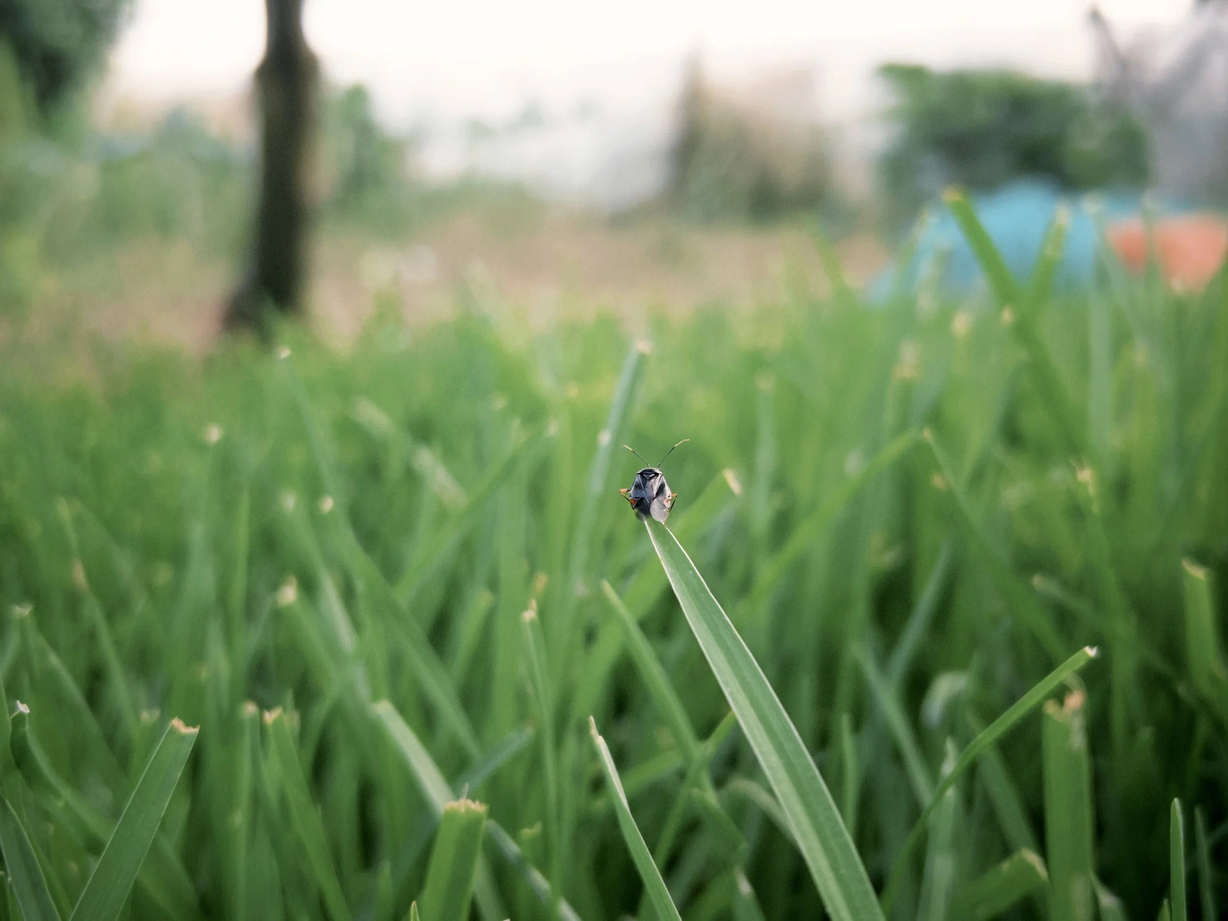 Close-up view of a black insect on a green blade of grass in a grassy field with a blurred background.