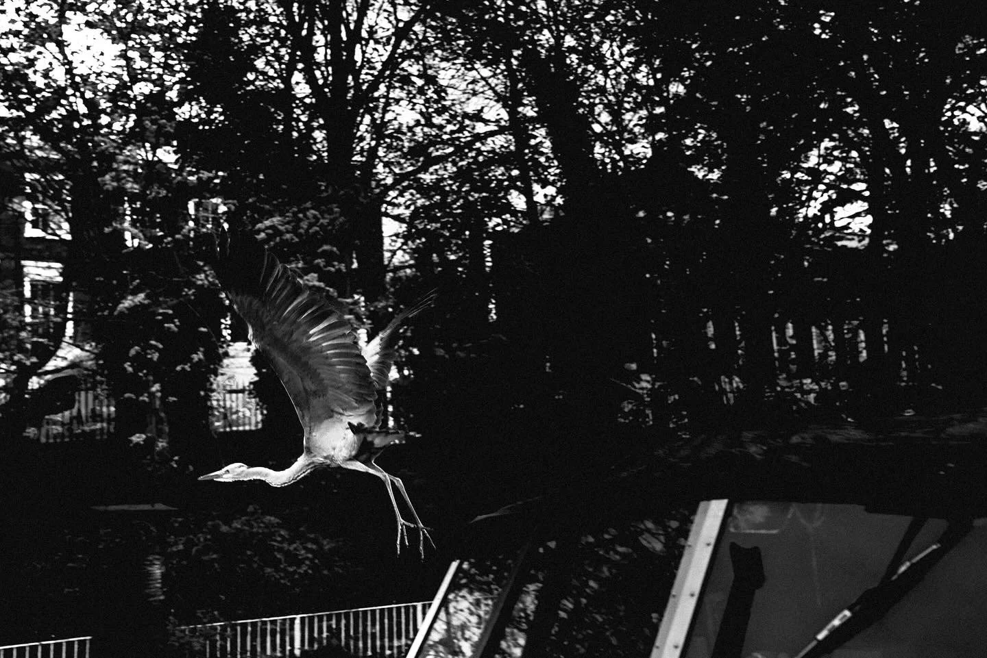 A heron flying over a pond with trees in the background, photographed in black and white.