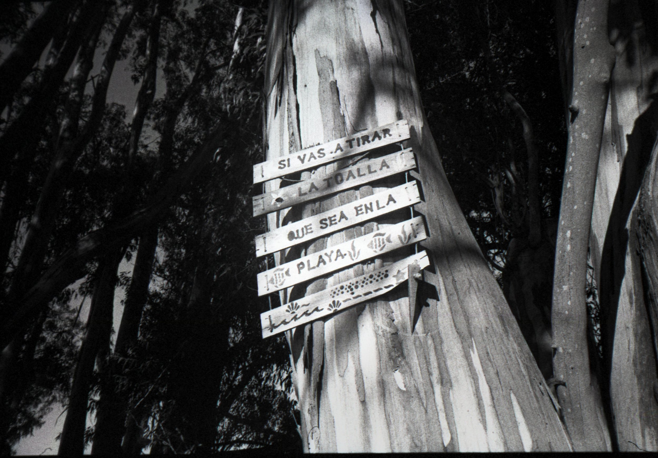 Wooden sign attached to a tree with Spanish writing, surrounded by tall trees in a forested area.