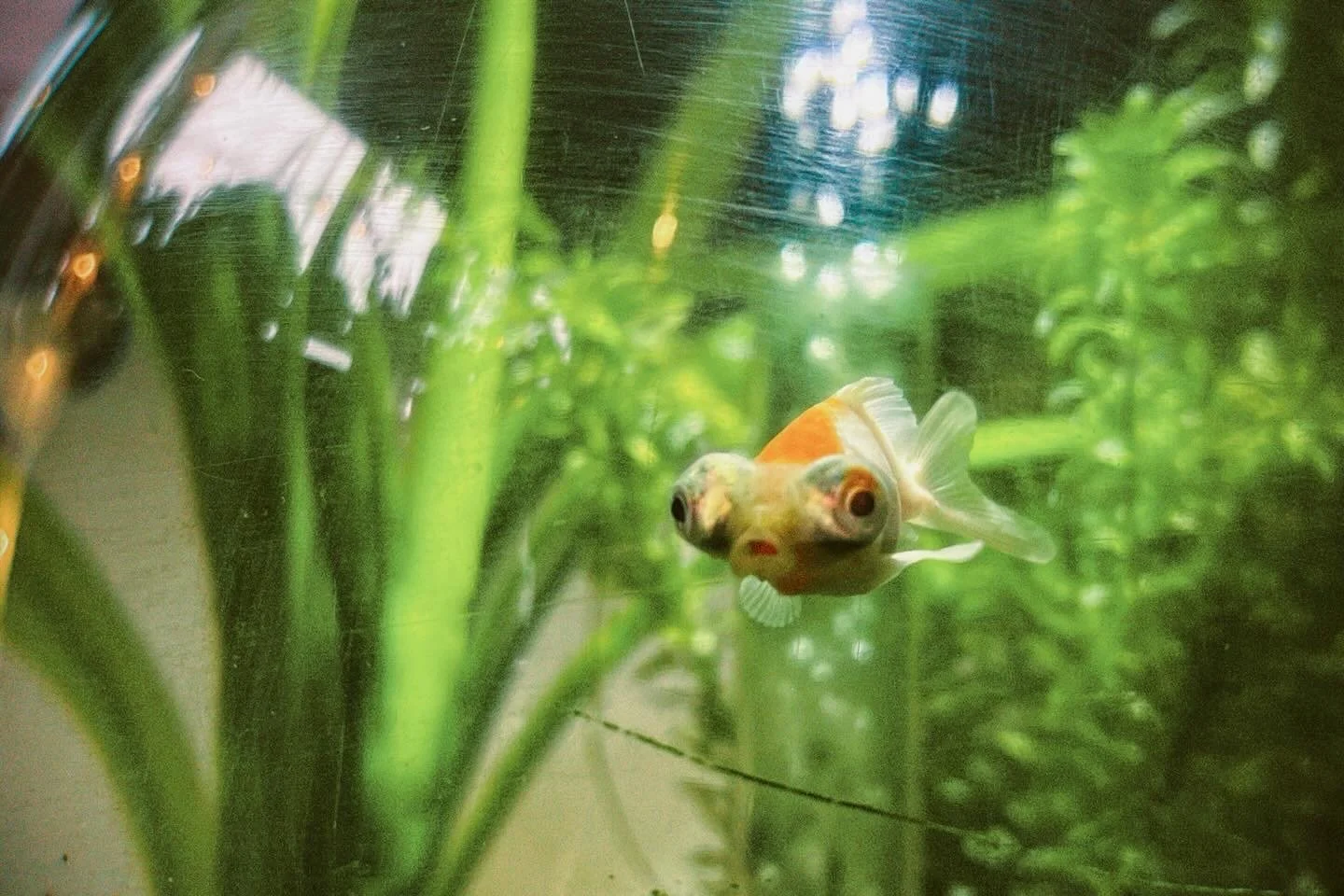 A goldfish swimming inside a fish tank with green aquatic plants.