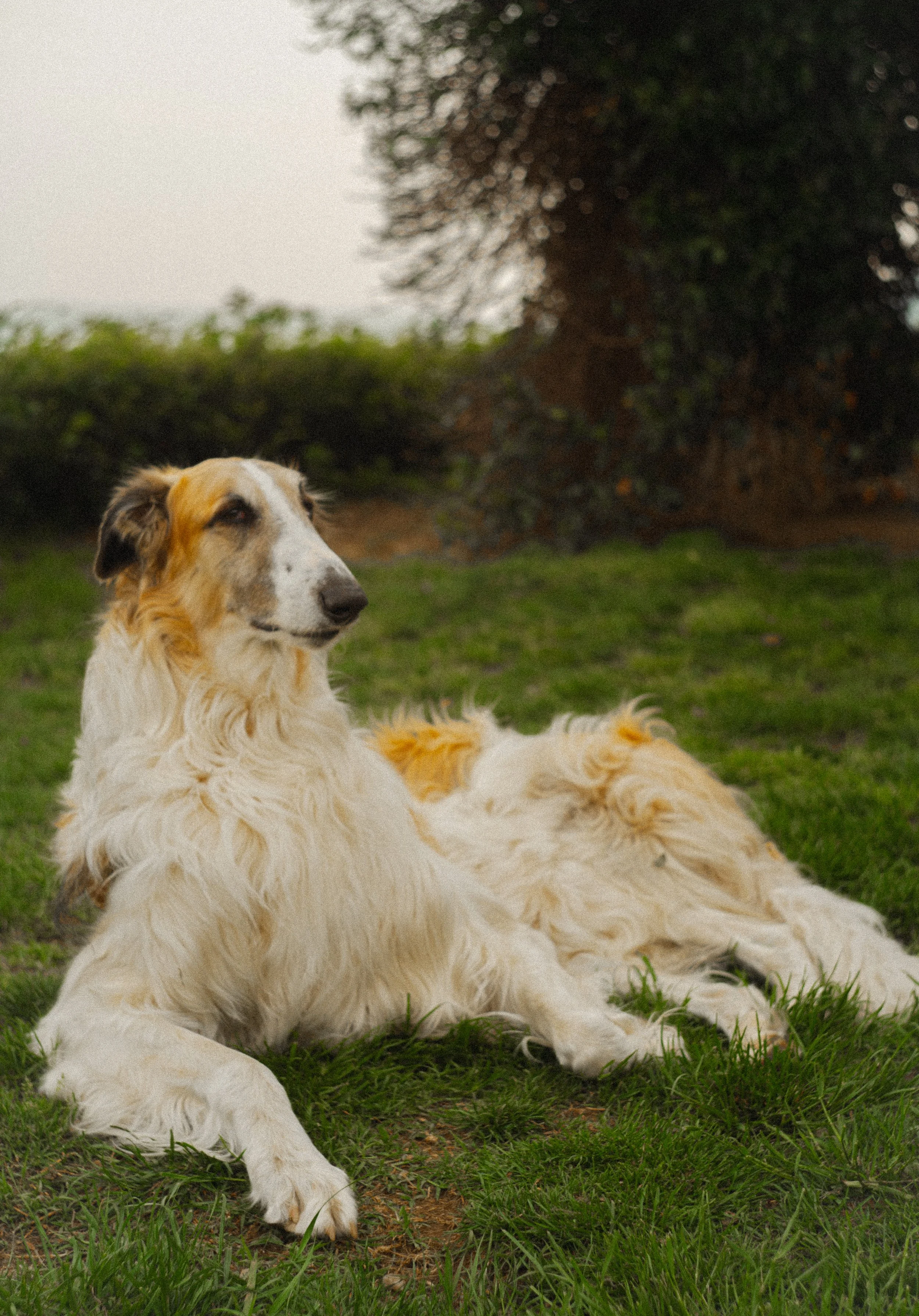 A large dog with long, white, and tan fur sitting on a grassy area, with a blurred background of bushes and trees.